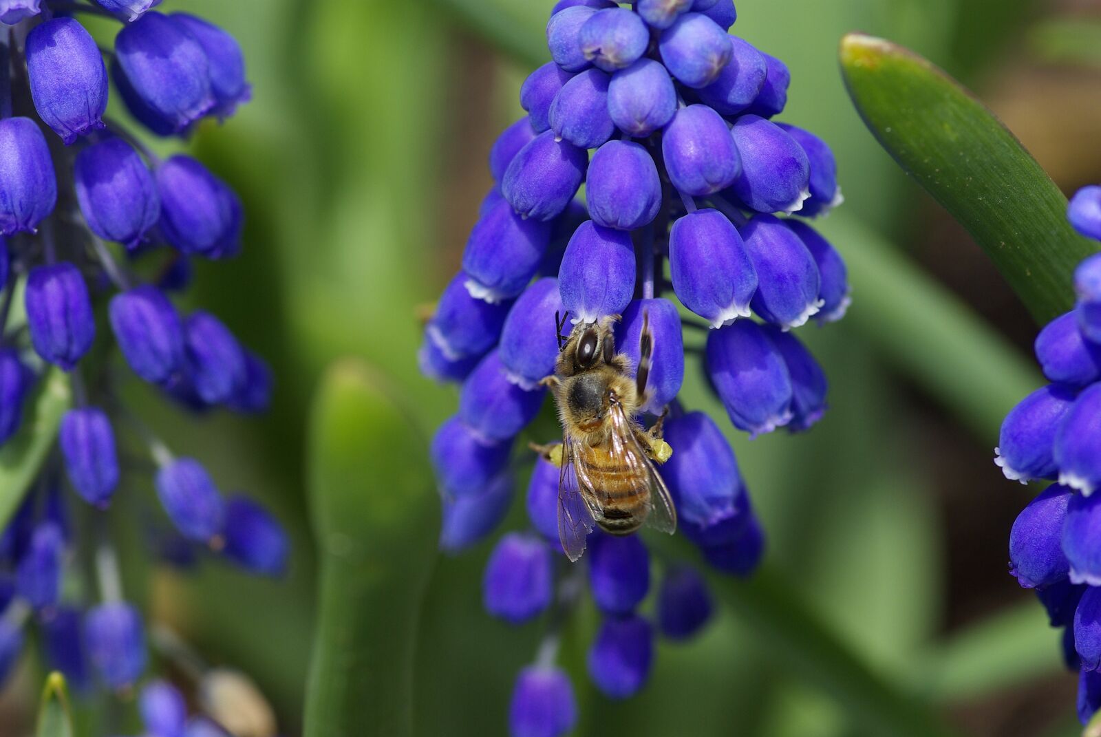 Pentax K10D sample photo. Grape hyacinth, flower, bee photography