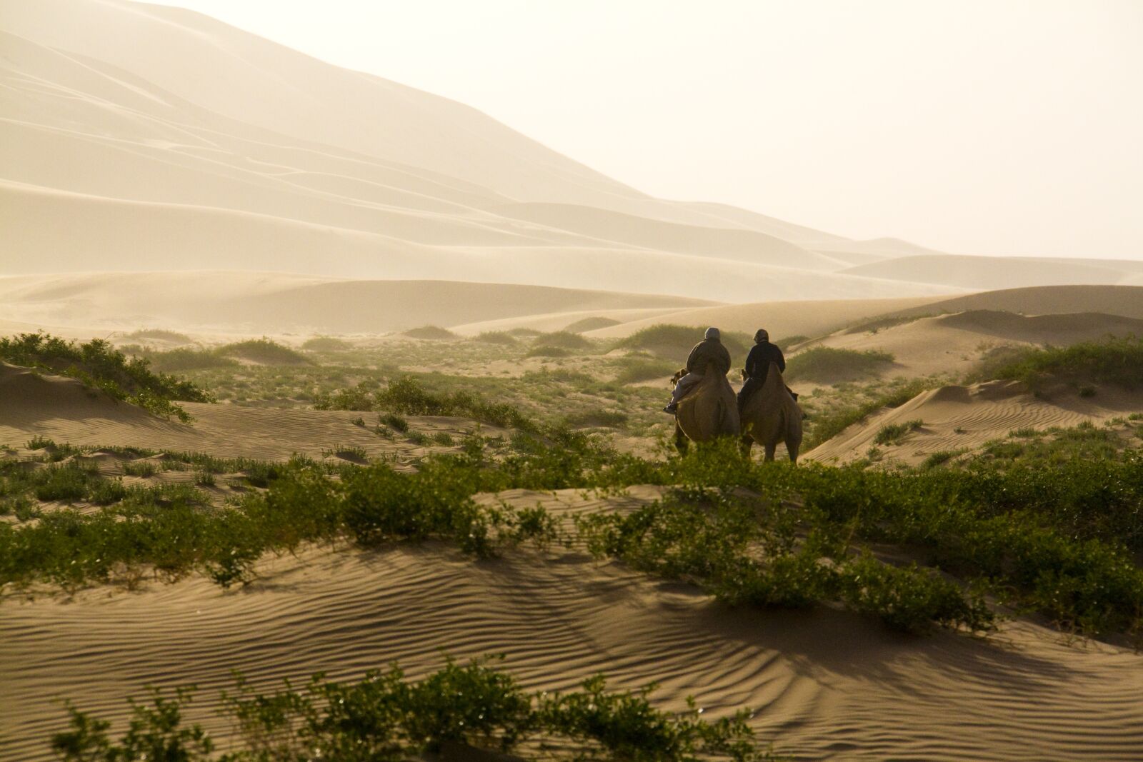 Canon EOS 450D (EOS Rebel XSi / EOS Kiss X2) sample photo. Desert, camel, camelride photography