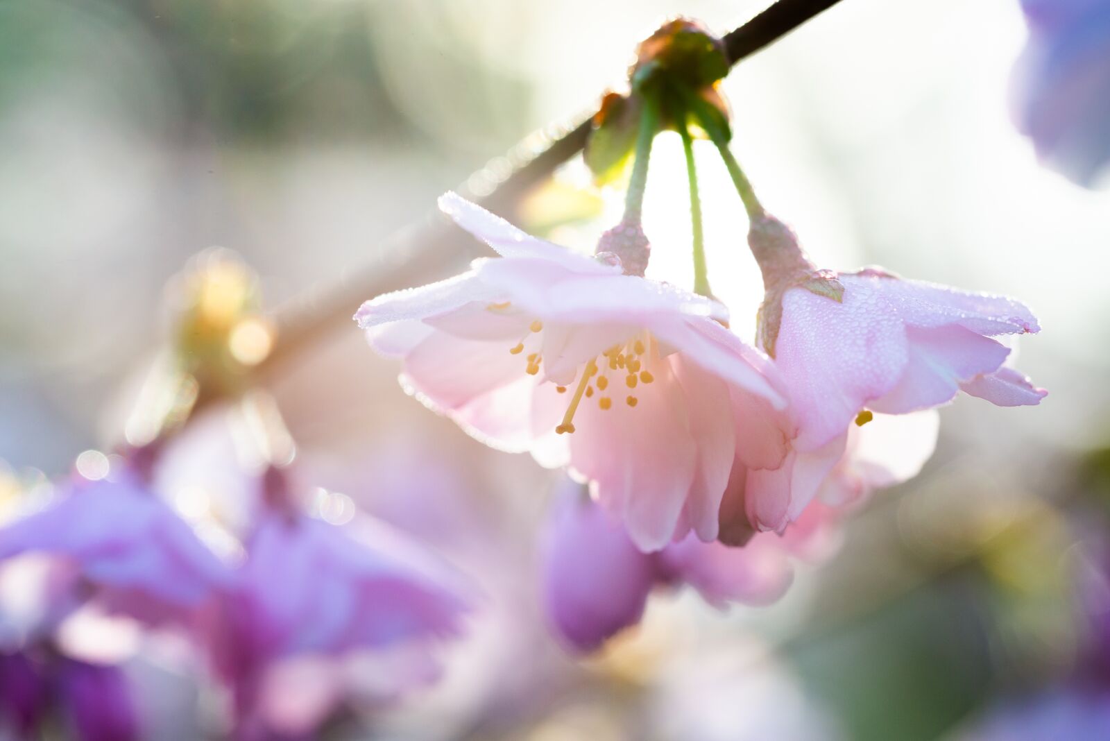Nikon D600 sample photo. Blossom, bloom, cherry photography