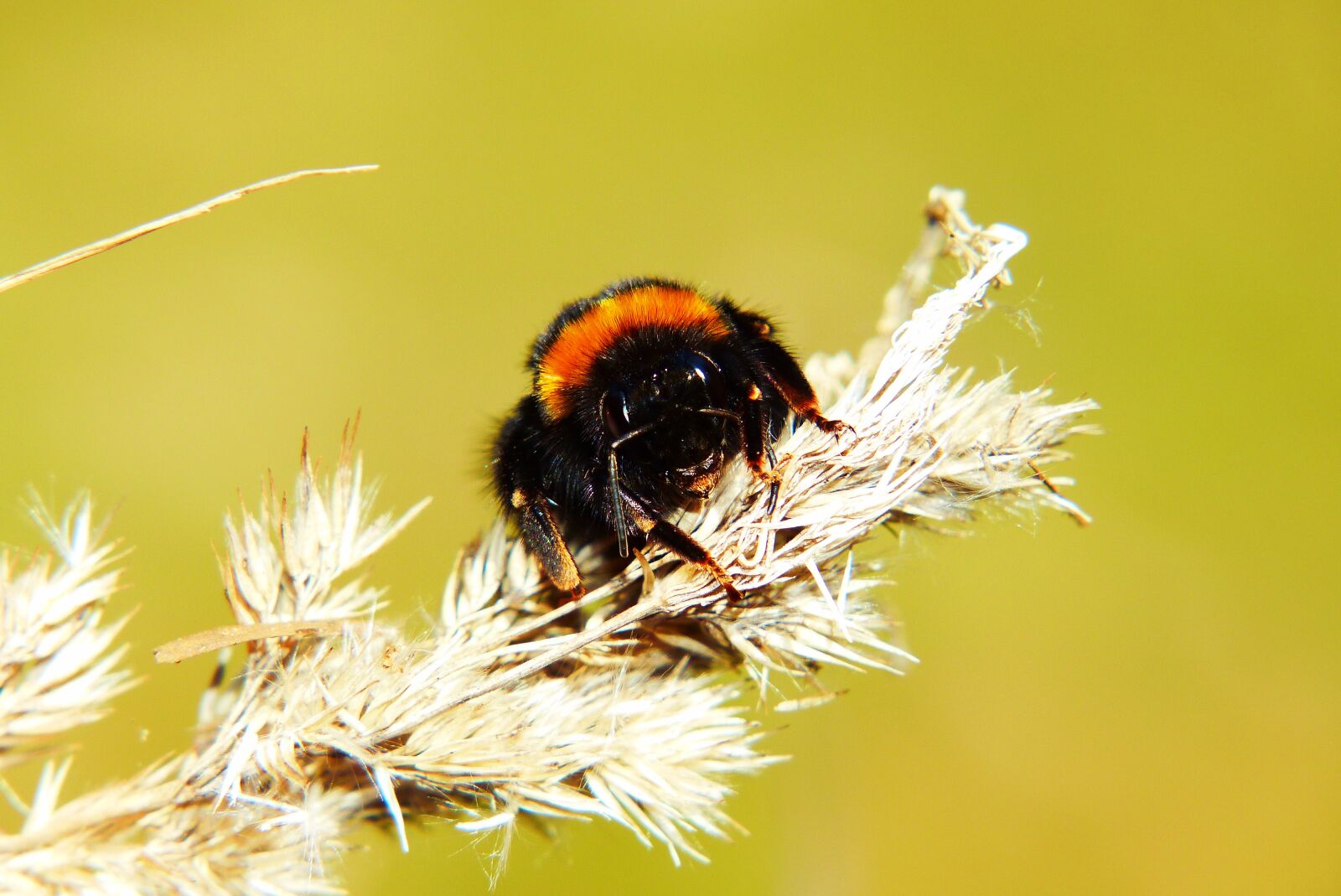Panasonic Lumix DMC-FZ200 sample photo. Bumblebee gas, pszczo owate photography