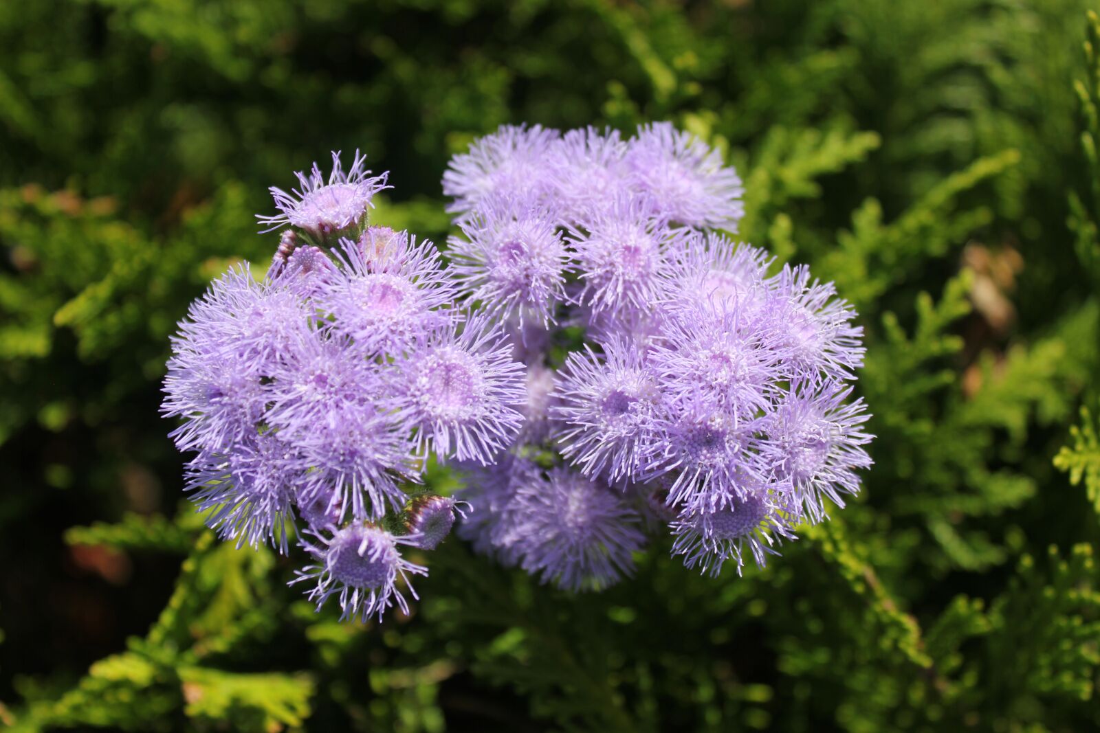 Canon EOS 550D (EOS Rebel T2i / EOS Kiss X4) sample photo. Purple, flower, purple flowers photography