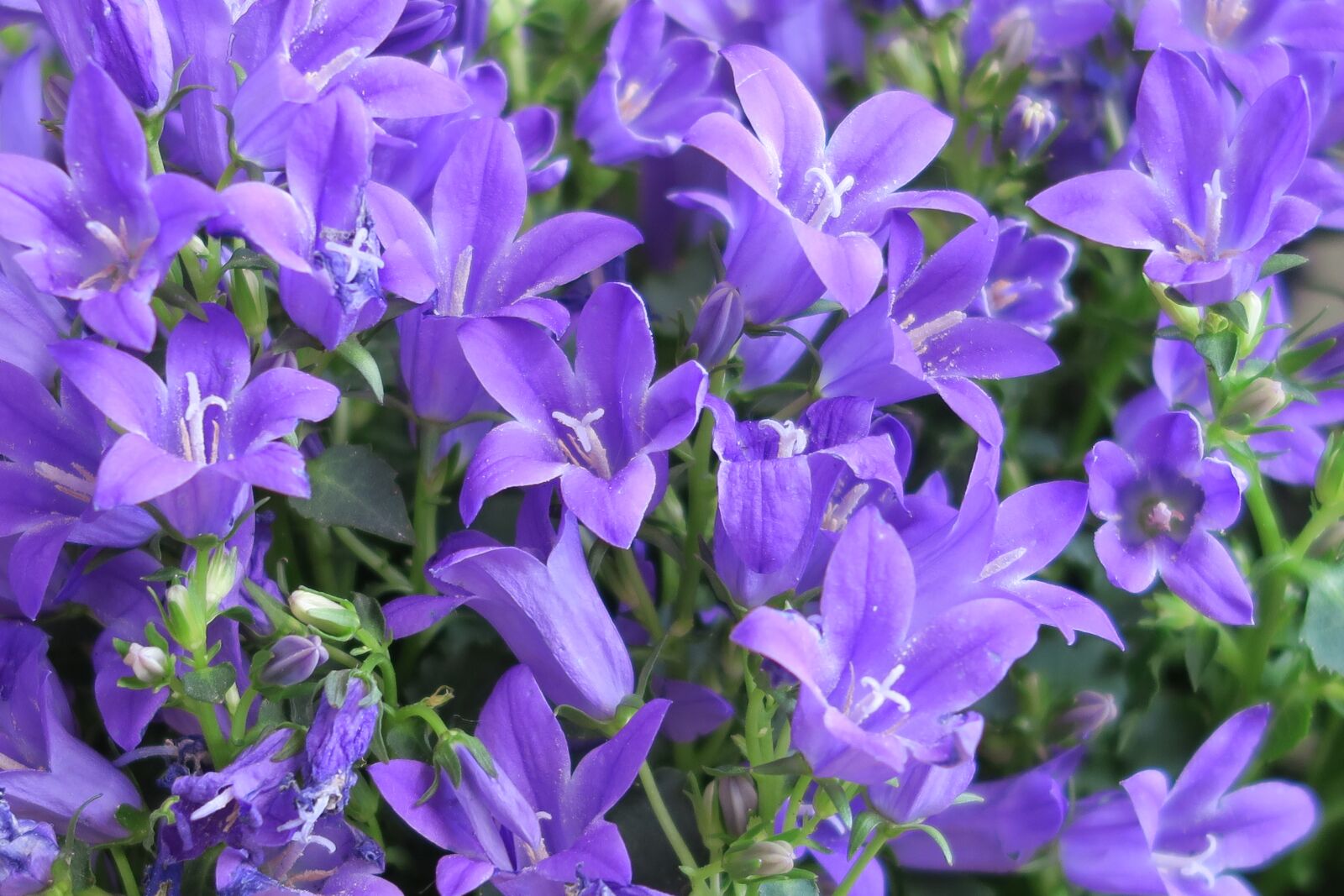 Canon PowerShot G7 X sample photo. Flowers, flower, garden photography