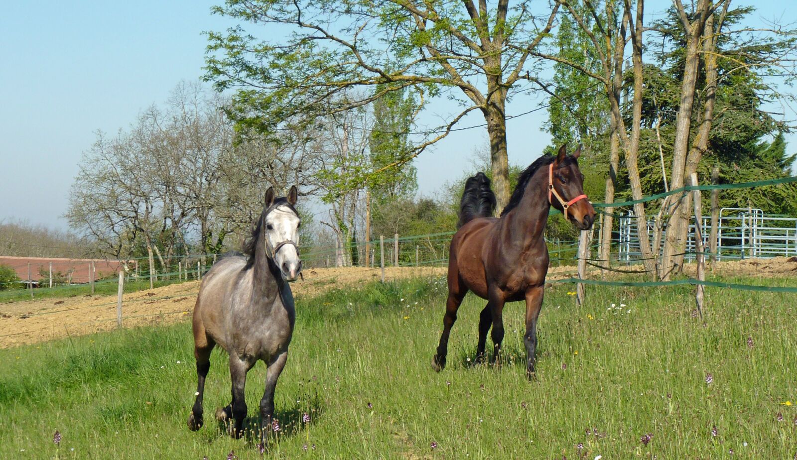 Panasonic Lumix DMC-FZ35 (Lumix DMC-FZ38) sample photo. Horse, pure arab blood photography