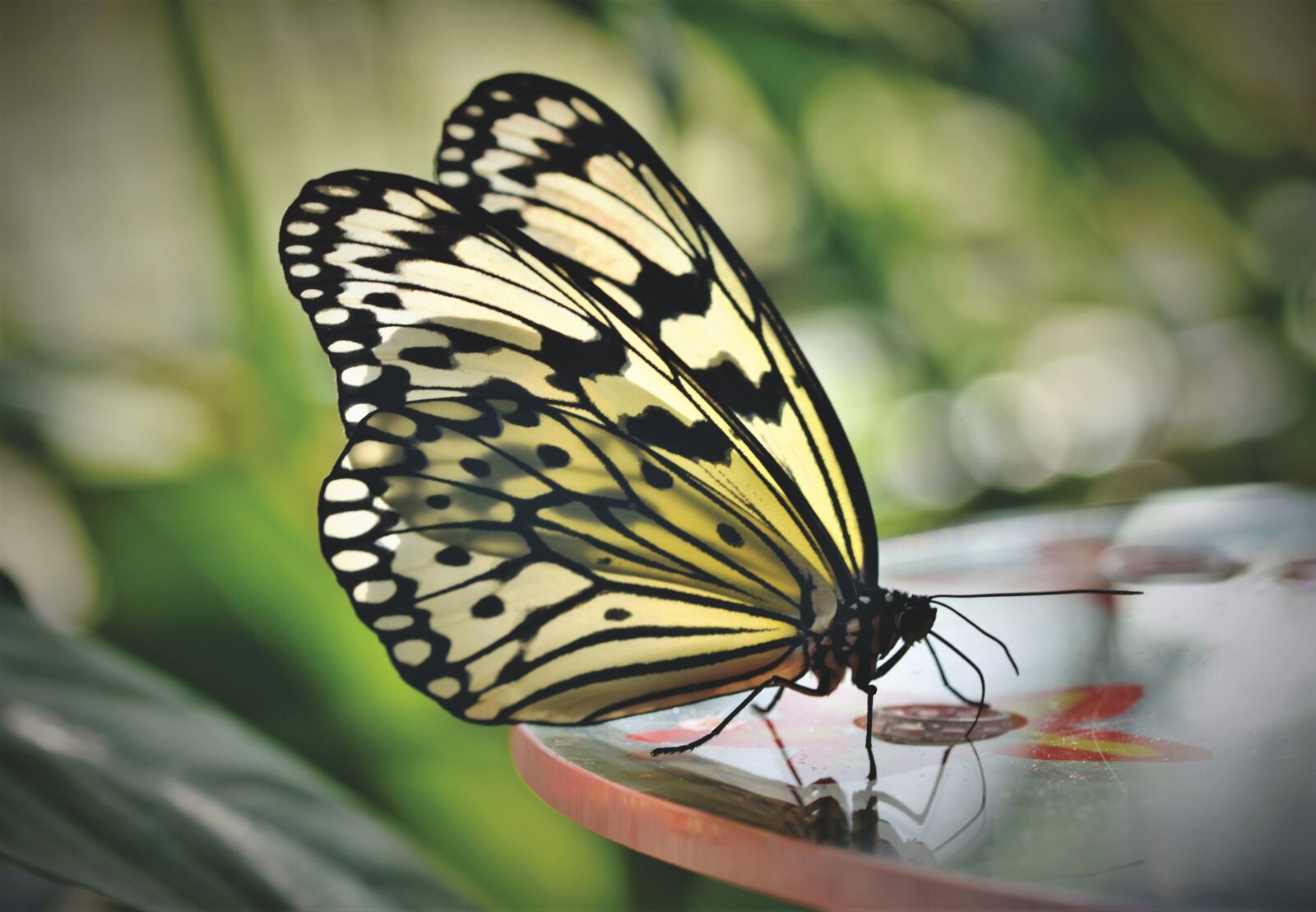 Nikon D7200 sample photo. Butterfly, tropical butterfly, exotic photography