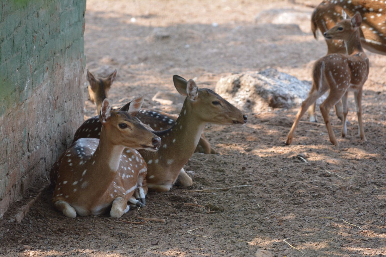 Nikon D5200 sample photo. Deer, animal, mammal photography