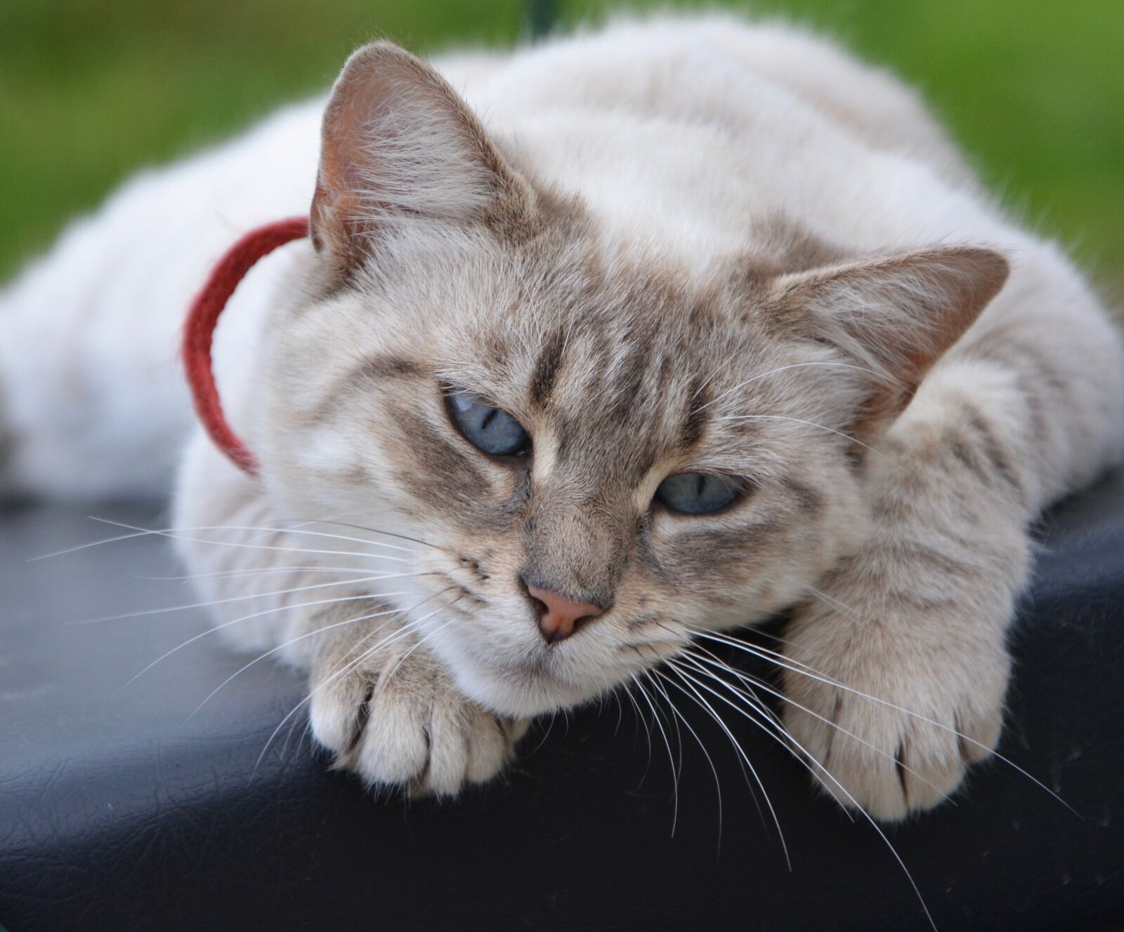 Nikon D5200 sample photo. Cat, cat lying, tranquil photography