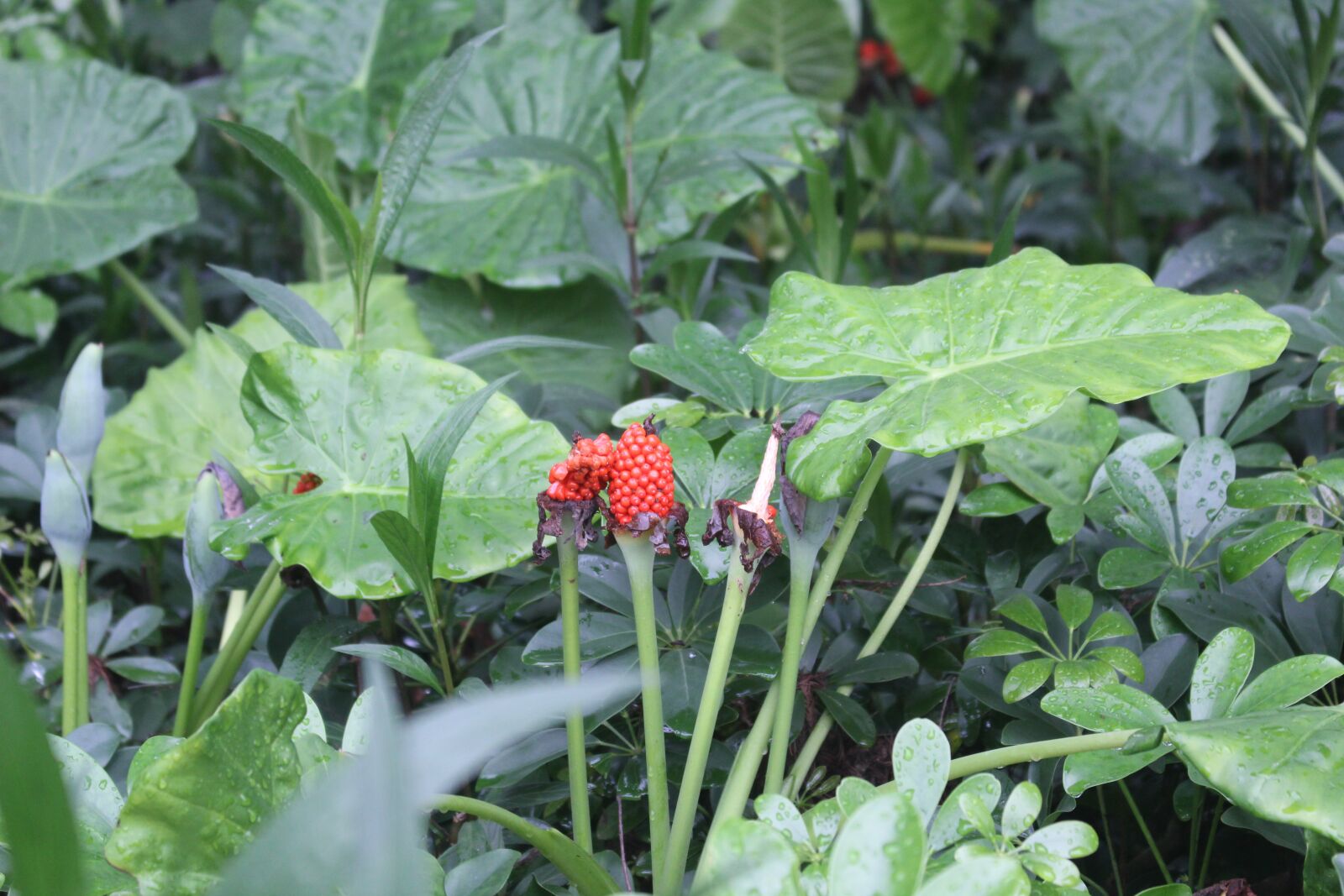 Canon EOS 1300D (EOS Rebel T6 / EOS Kiss X80) sample photo. Flower, plant, green photography