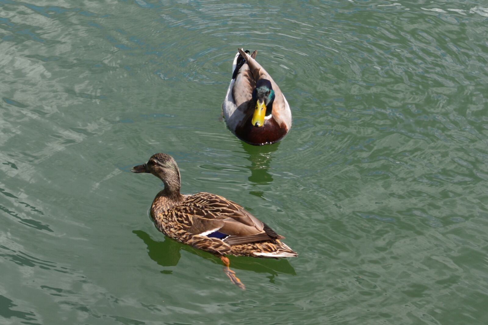Nikon D5100 sample photo. Duck, water, nature photography