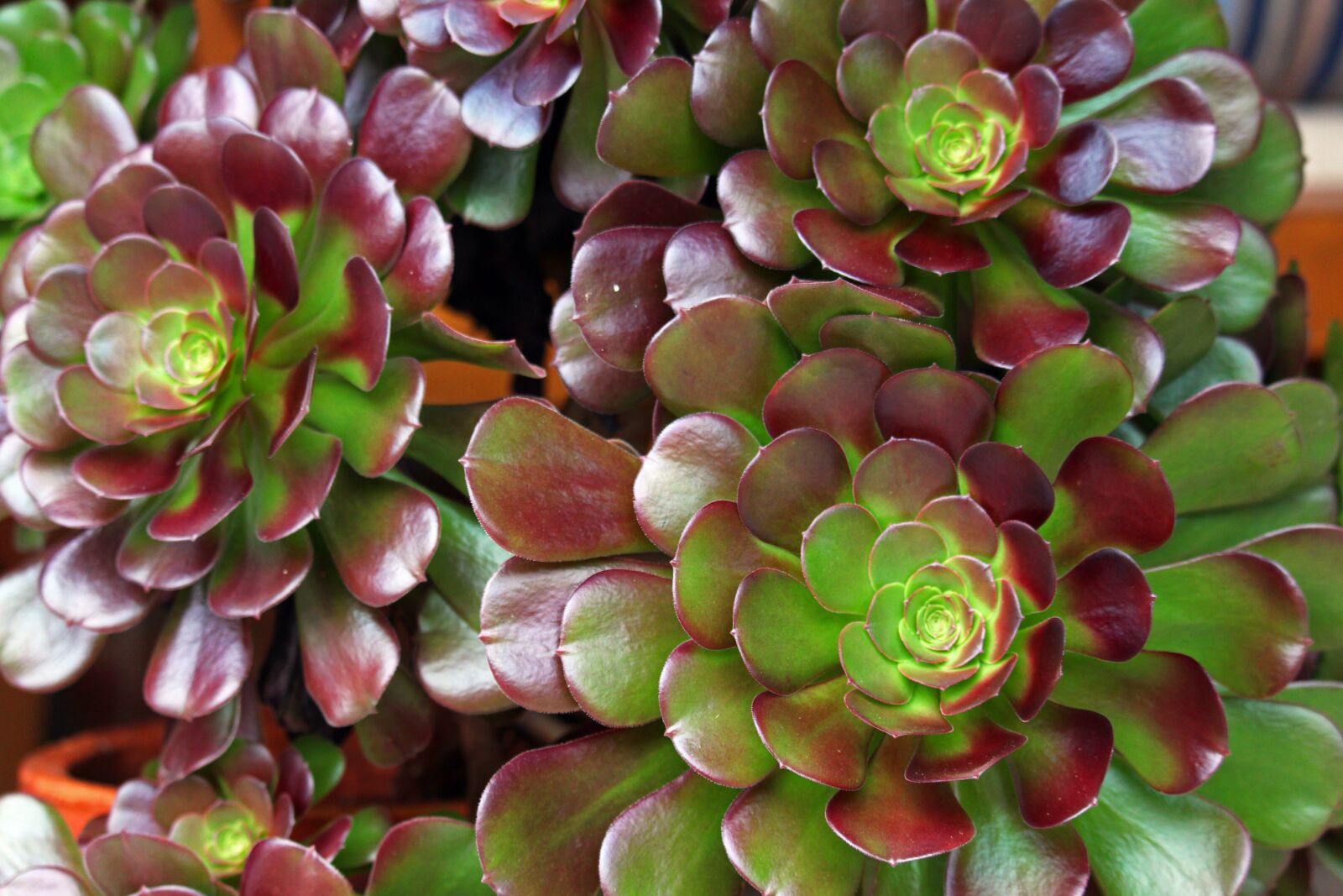 Canon EOS 700D (EOS Rebel T5i / EOS Kiss X7i) sample photo. Rosette wax flower, mediterranean photography