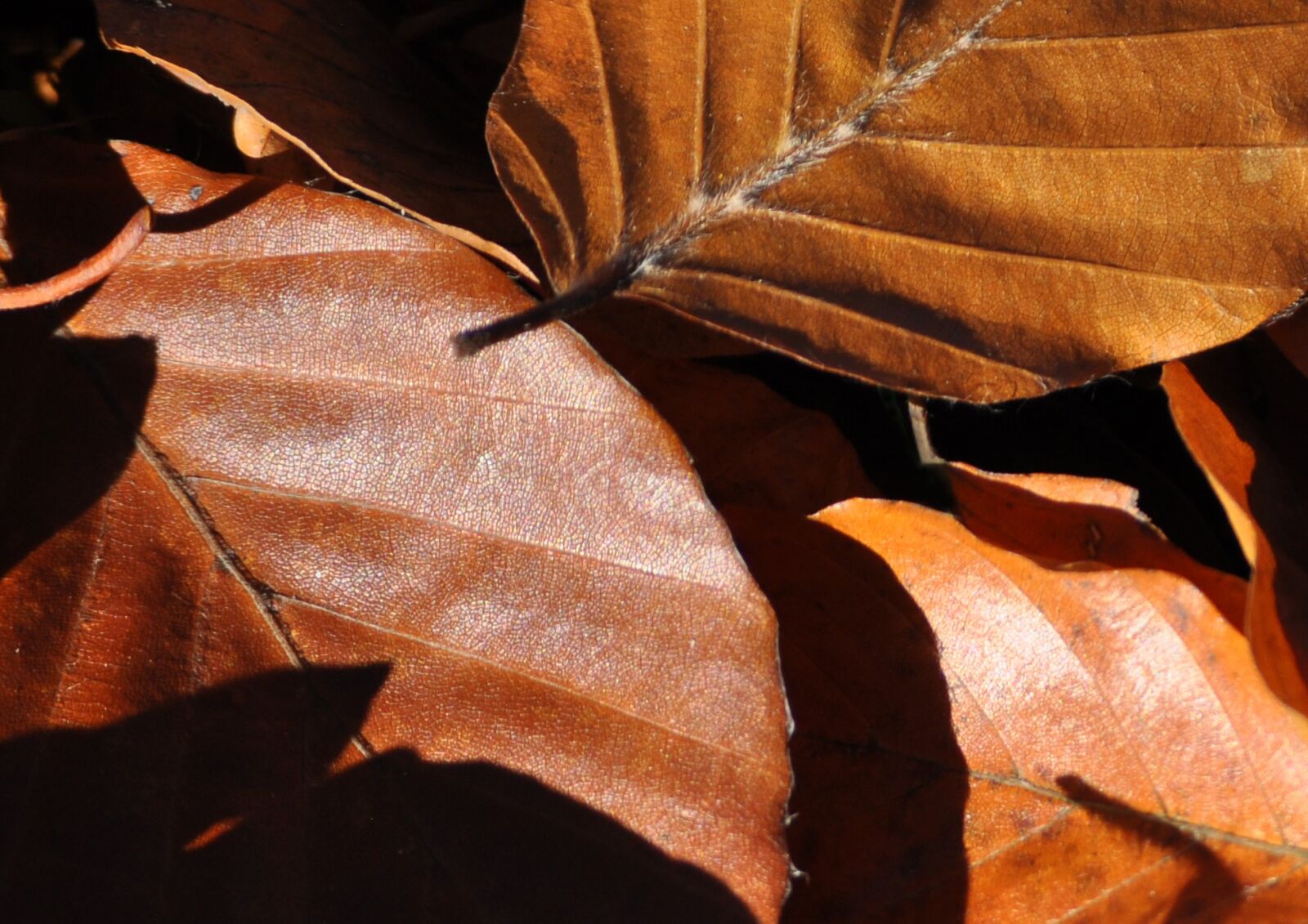 Nikon D5000 sample photo. Autumn, nature, leaves photography