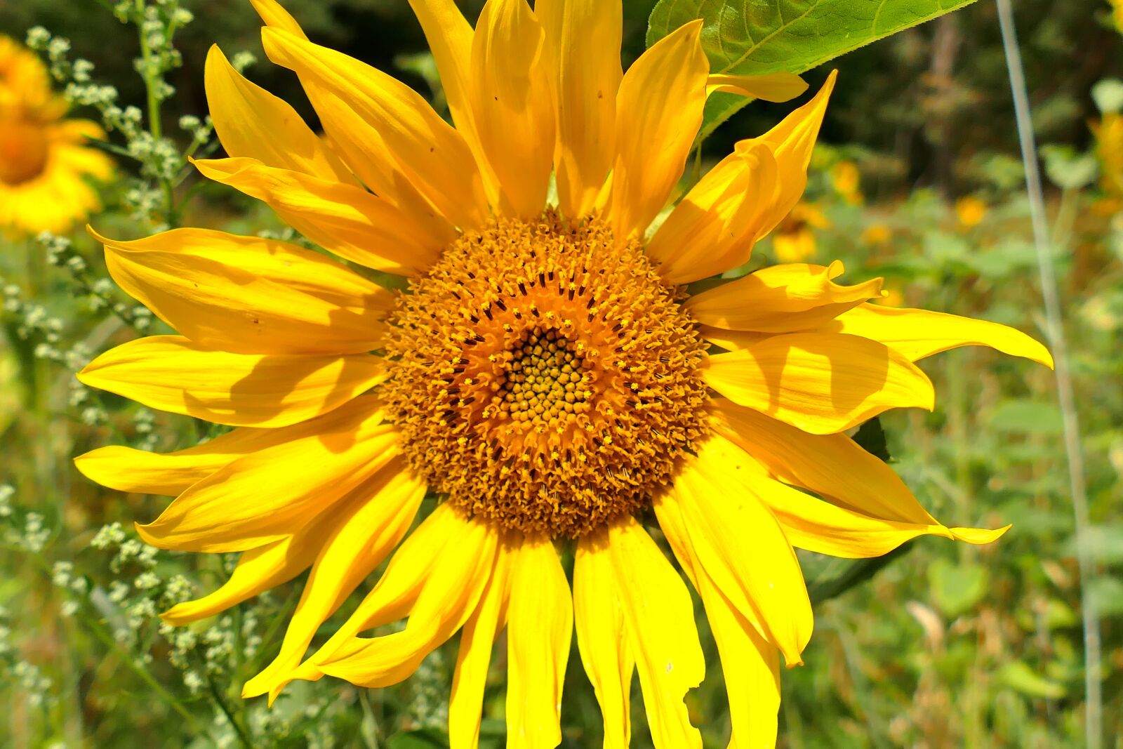 Panasonic Lumix DMC-FZ1000 sample photo. Sunflower, close up, beautiful photography