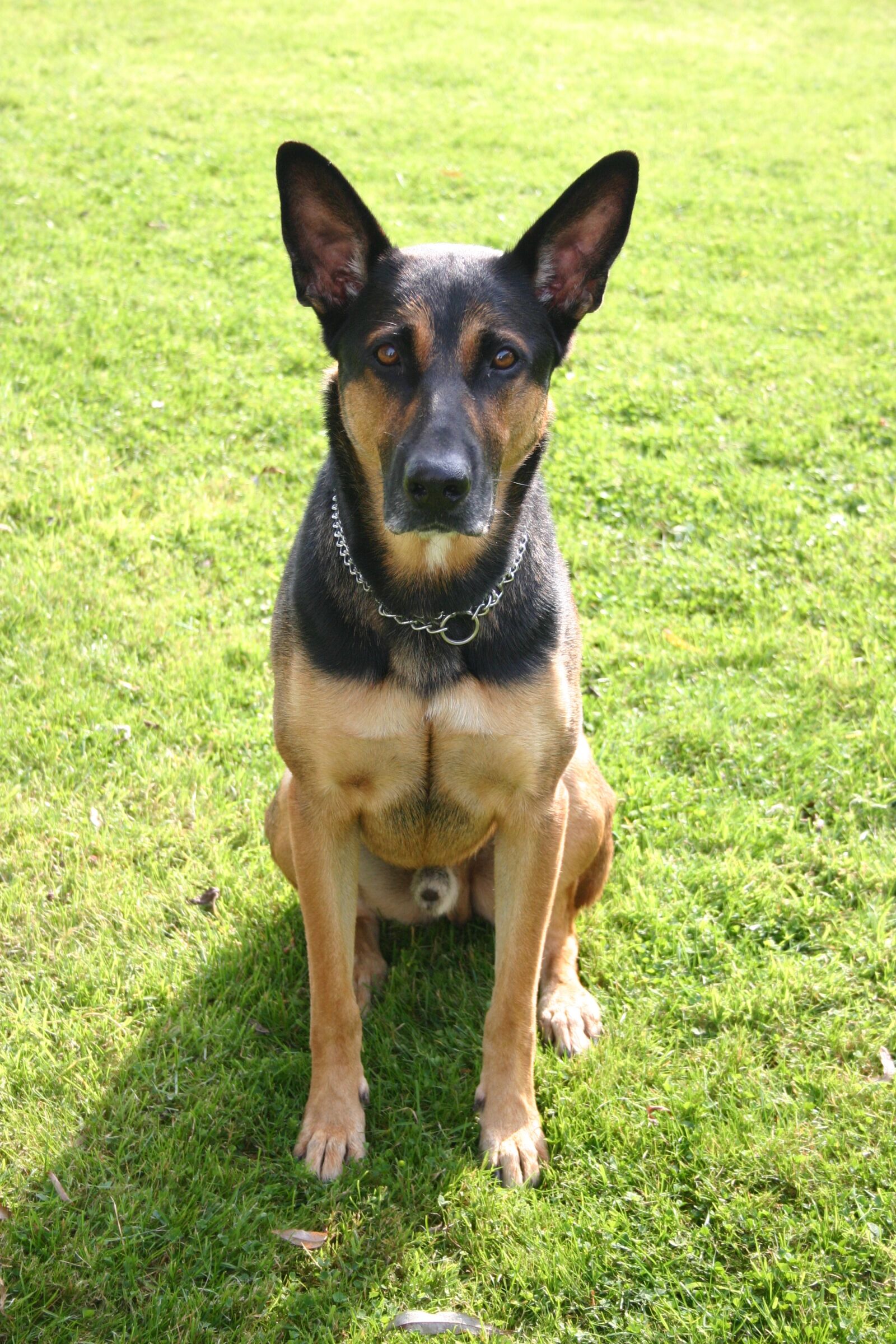Canon EOS 300D (EOS Digital Rebel / EOS Kiss Digital) sample photo. Doberman, sch fer dog photography