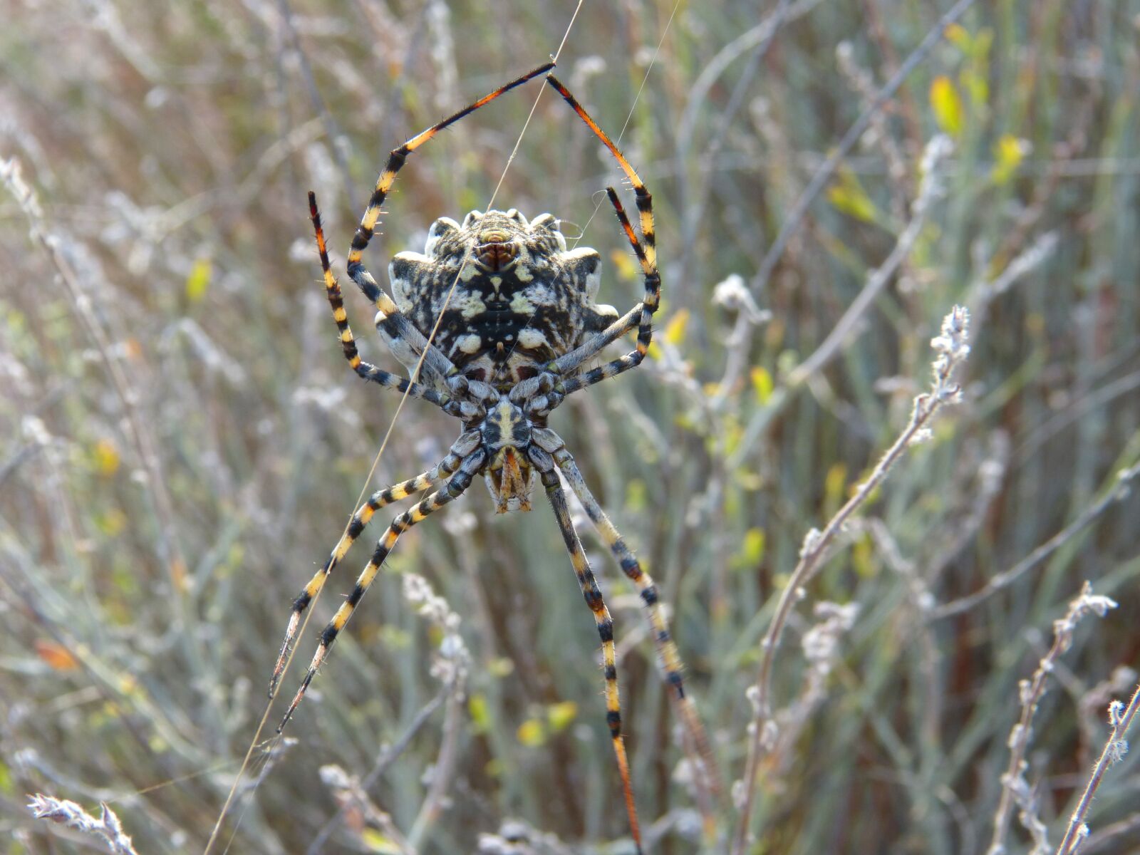 Panasonic DMC-FZ62 sample photo. Spider, spider tiger, web photography