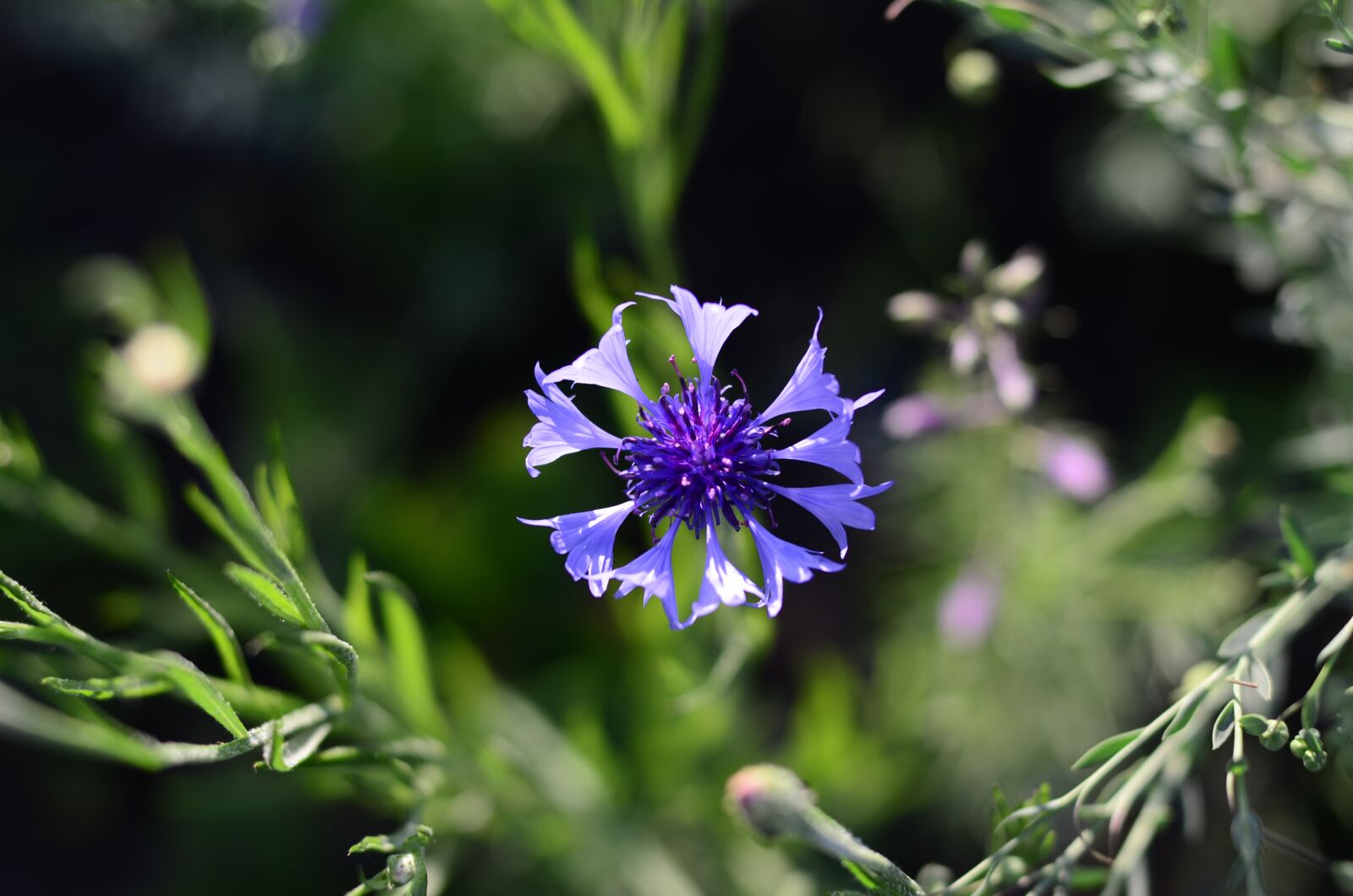 Nikon D7000 sample photo. Centaurea, flower, flowers photography
