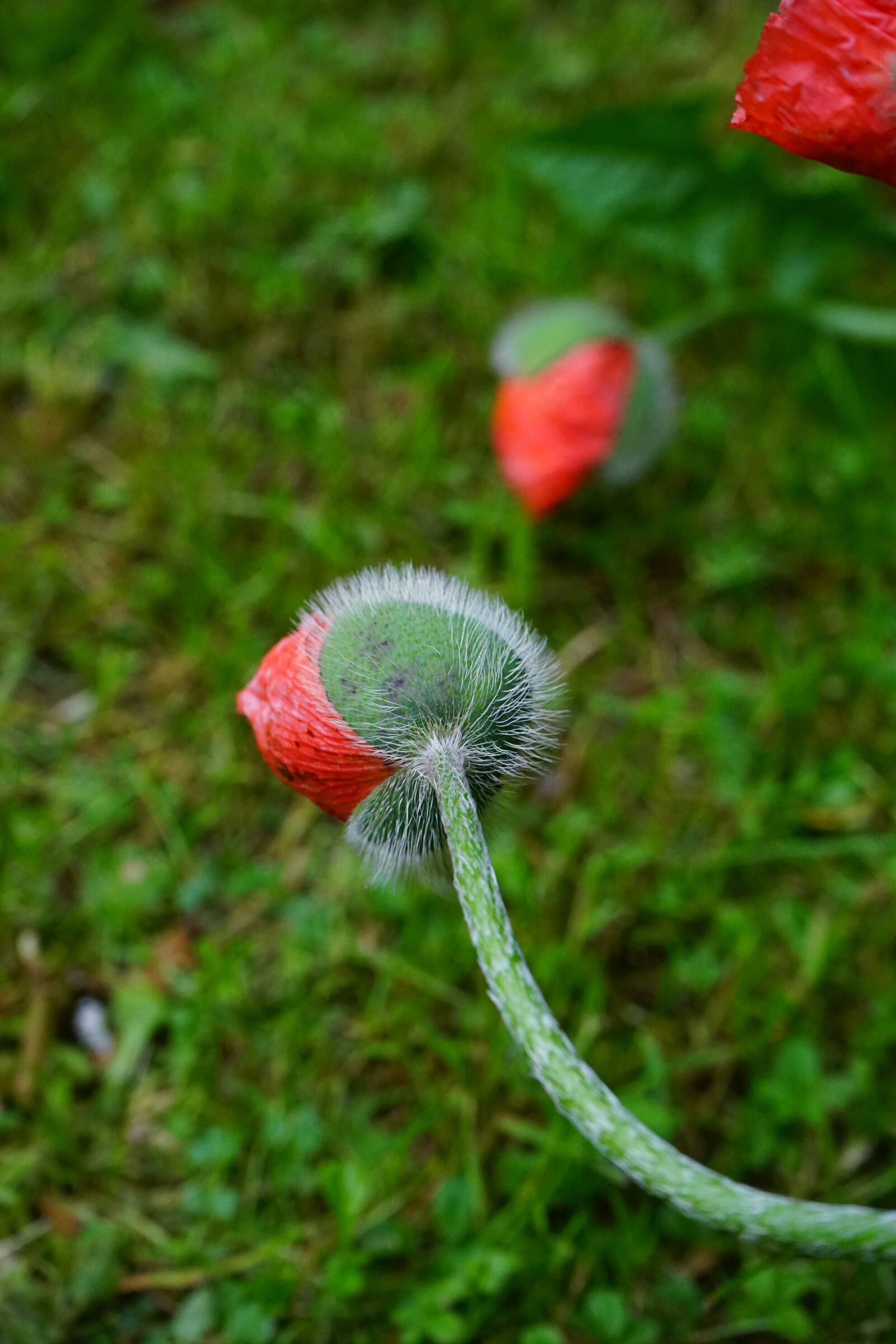 Sony a7 + Sony FE 28-70mm F3.5-5.6 OSS sample photo. Poppy flower, flowers, flower photography