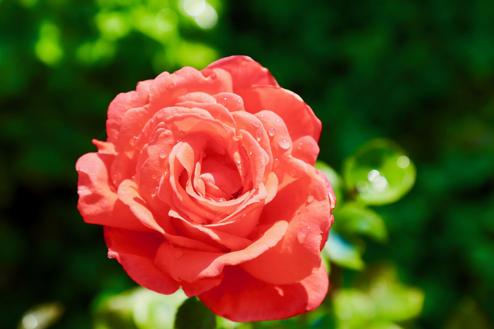 Canon EF 24-105mm F4L IS II USM sample photo. Rosa, orange, flower photography