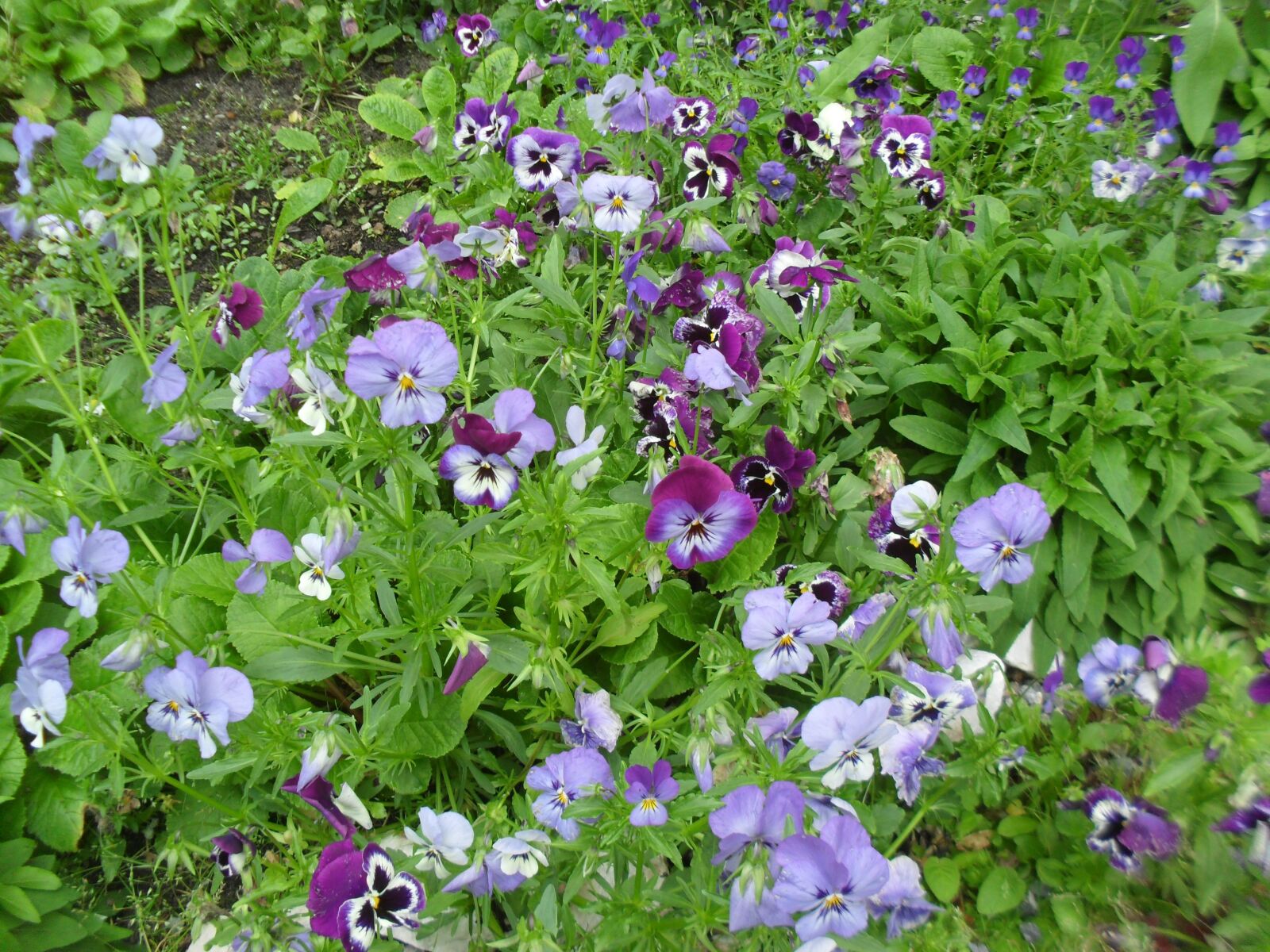 Samsung ES60 / VLUU ES60 /  SL105 /  ES63 sample photo. Flowerbed, pansies, garden photography