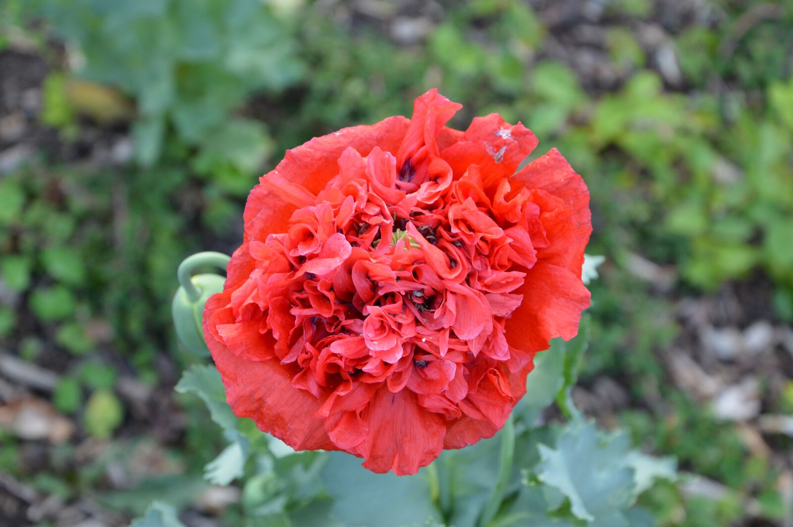 Nikon D3200 sample photo. Poppy, flower, spring photography