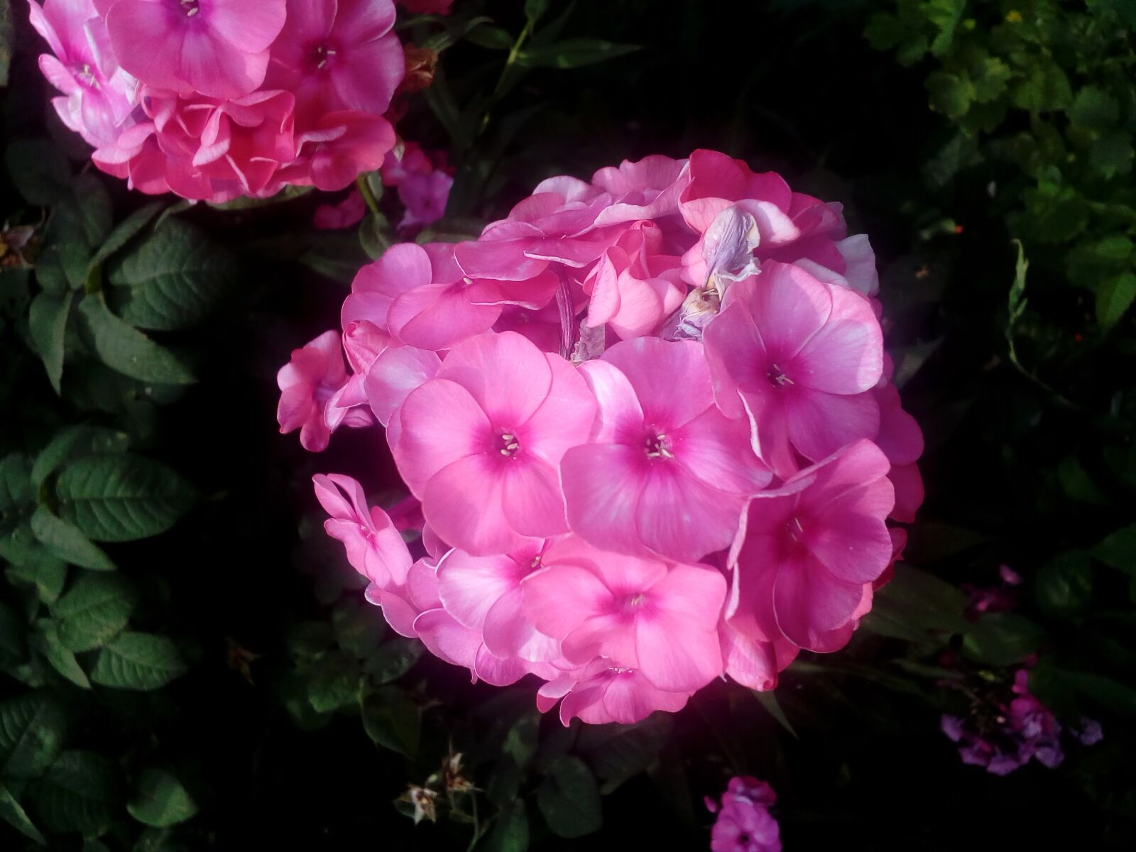 ZTE BLADE A510 sample photo. Horticulture, hydrangea, petals, pinkish photography