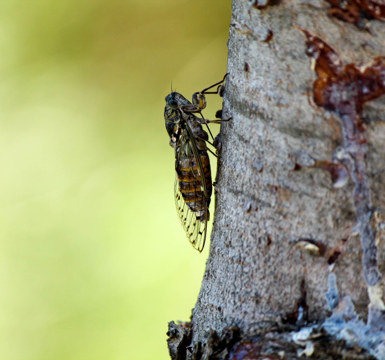Canon EOS 1100D (EOS Rebel T3 / EOS Kiss X50) sample photo. Cicada, nature, wings photography