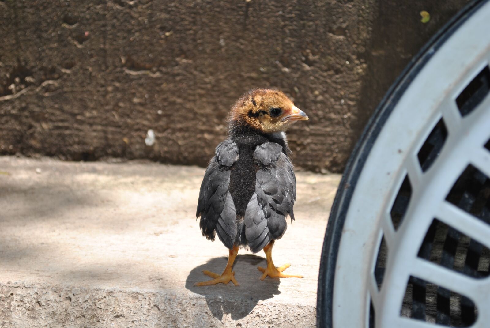 Nikon D3000 sample photo. Hen, farm, chicken photography