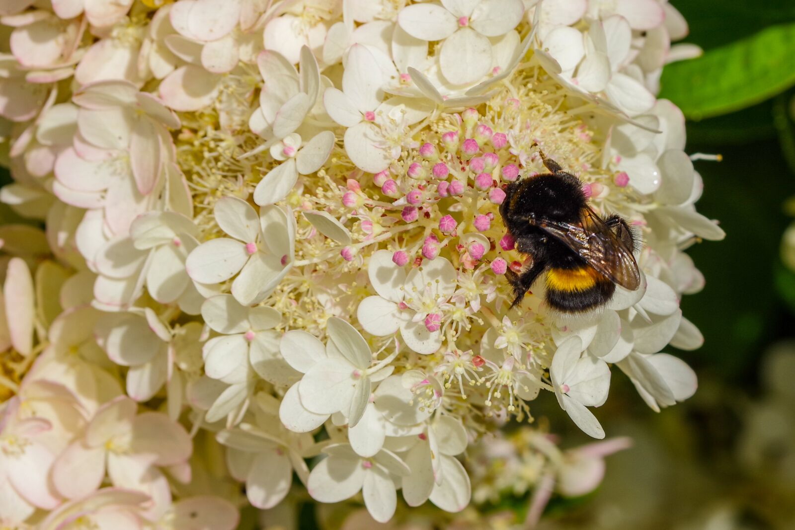 Pentax smc DA* 60-250mm F4.0 ED (IF) SDM sample photo. Bumble-bee, september hydrangea, pollination photography