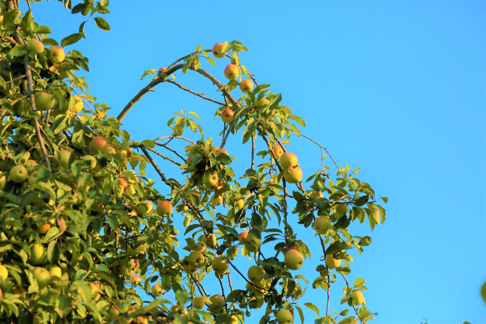 Canon EF 24-105mm F4L IS USM sample photo. Apple, tree, the nature photography