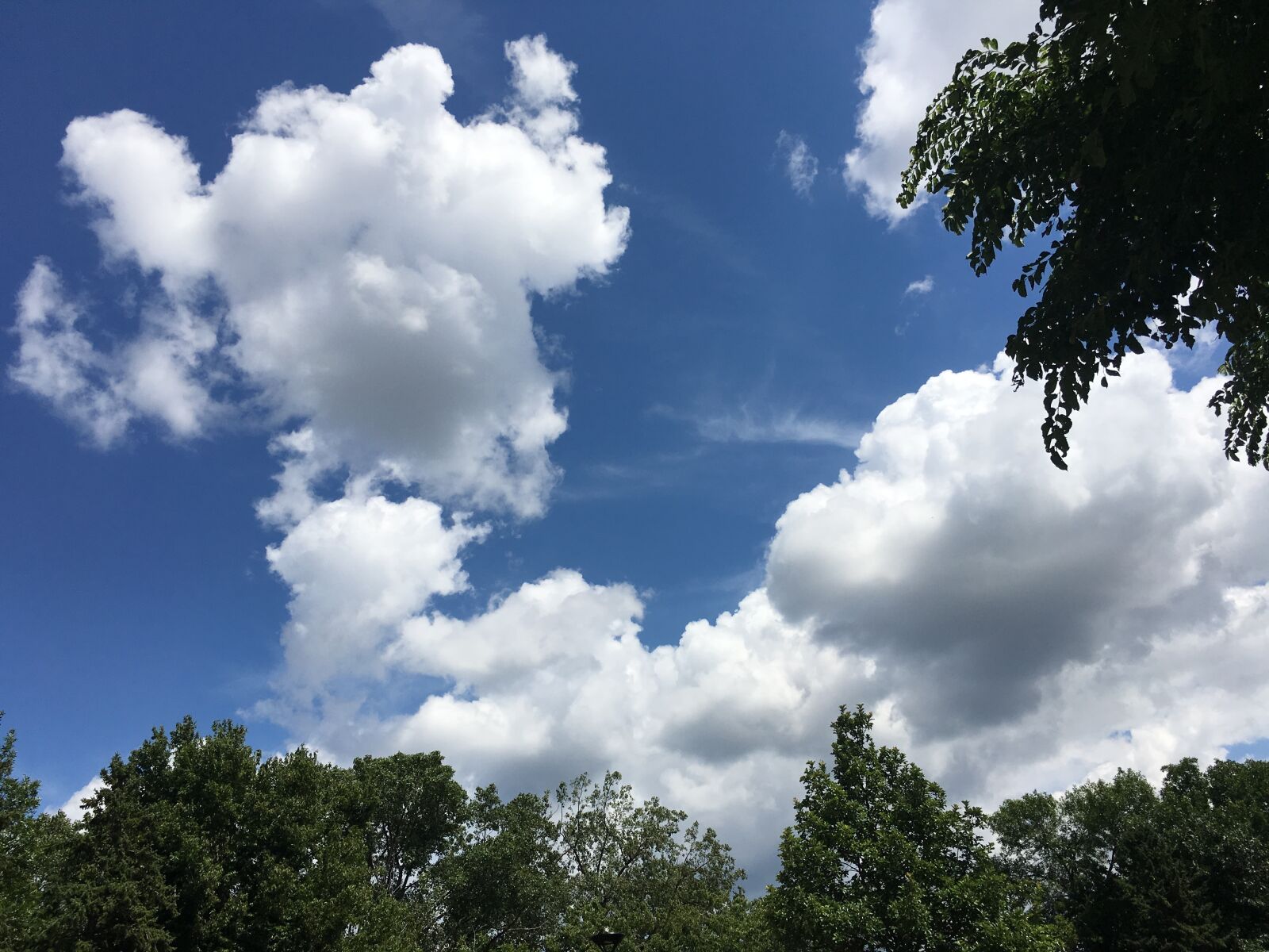 Apple iPhone 6s Plus sample photo. Cloud, tree, sky photography