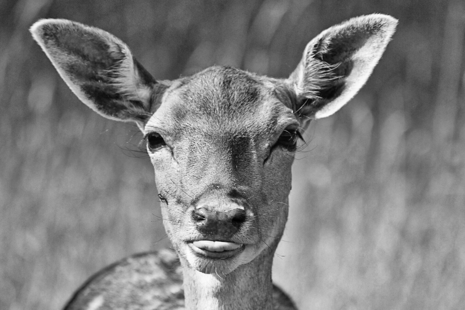 Canon EOS 600D (Rebel EOS T3i / EOS Kiss X5) sample photo. Retro, black and white photography
