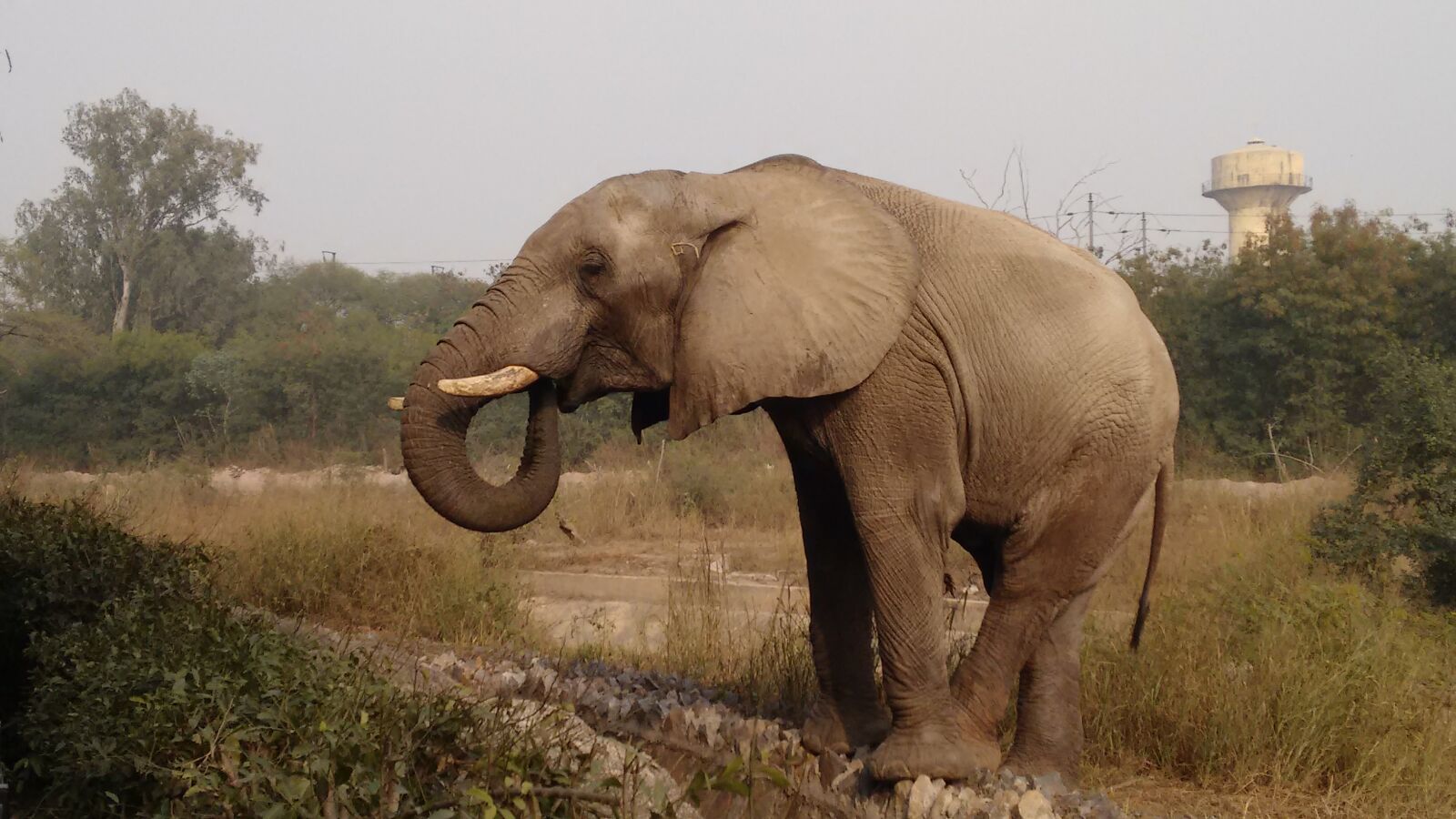 Motorola Moto G (2nd Gen) sample photo. Elephant photography