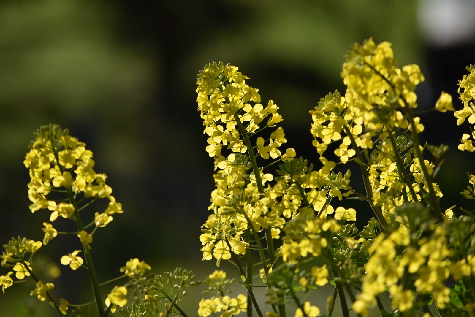 Nikon D5500 sample photo. Yellow, agriculture, landscape photography