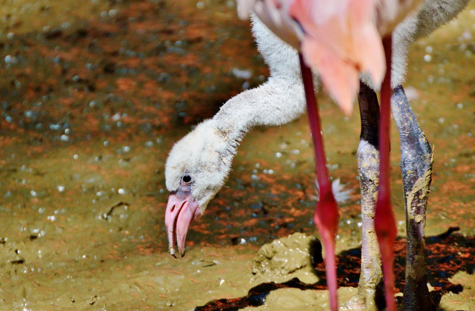 Nikon D3200 sample photo. Flamingo, bird, pink photography
