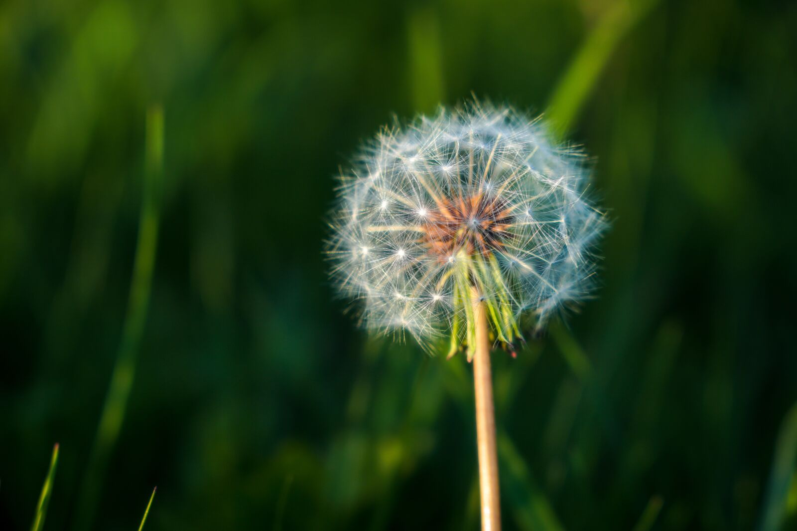 Sony a6500 + Sony Vario-Tessar T* E 16-70mm F4 ZA OSS sample photo. Taraxacum, lawn, plant photography