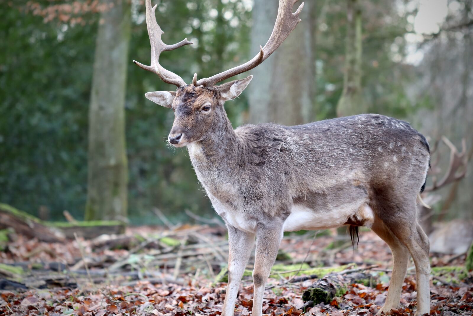 Canon EOS 800D (EOS Rebel T7i / EOS Kiss X9i) sample photo. Fallow deer, hirsch, antler photography