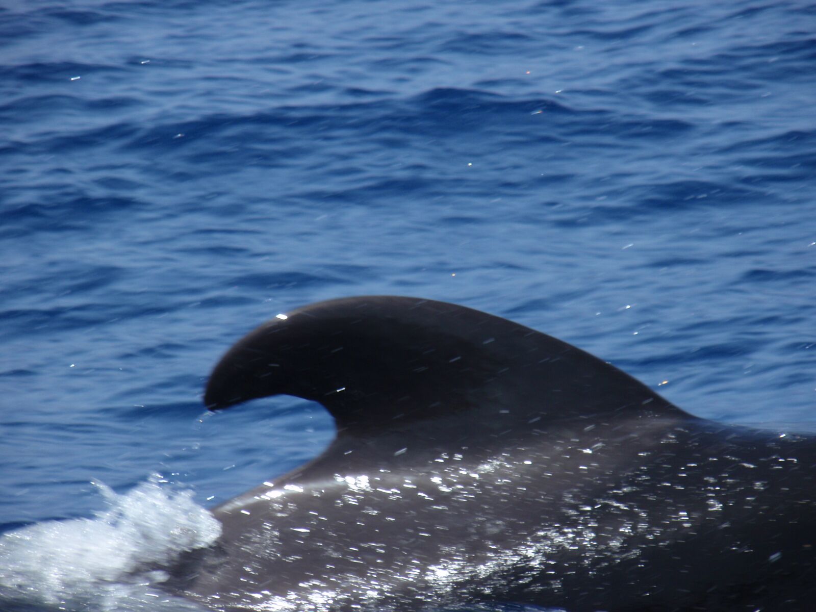Olympus u9000,S9000 sample photo. Sea, orca, canary photography