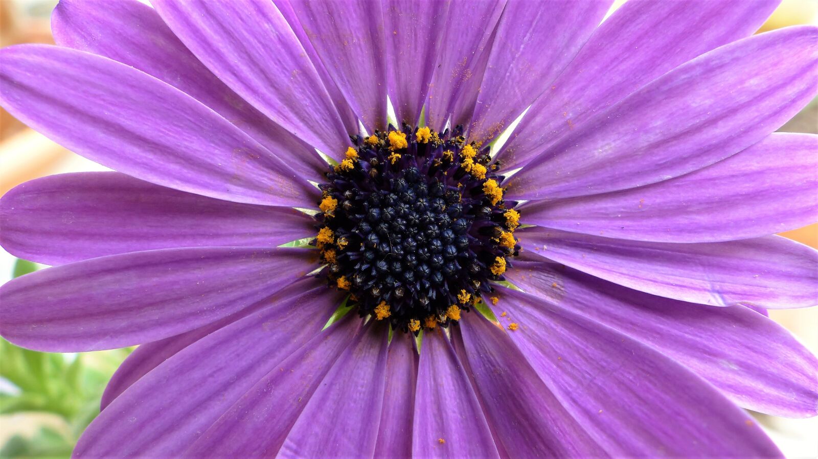 Panasonic Lumix DMC-FZ200 sample photo. Flower, nature, plant photography