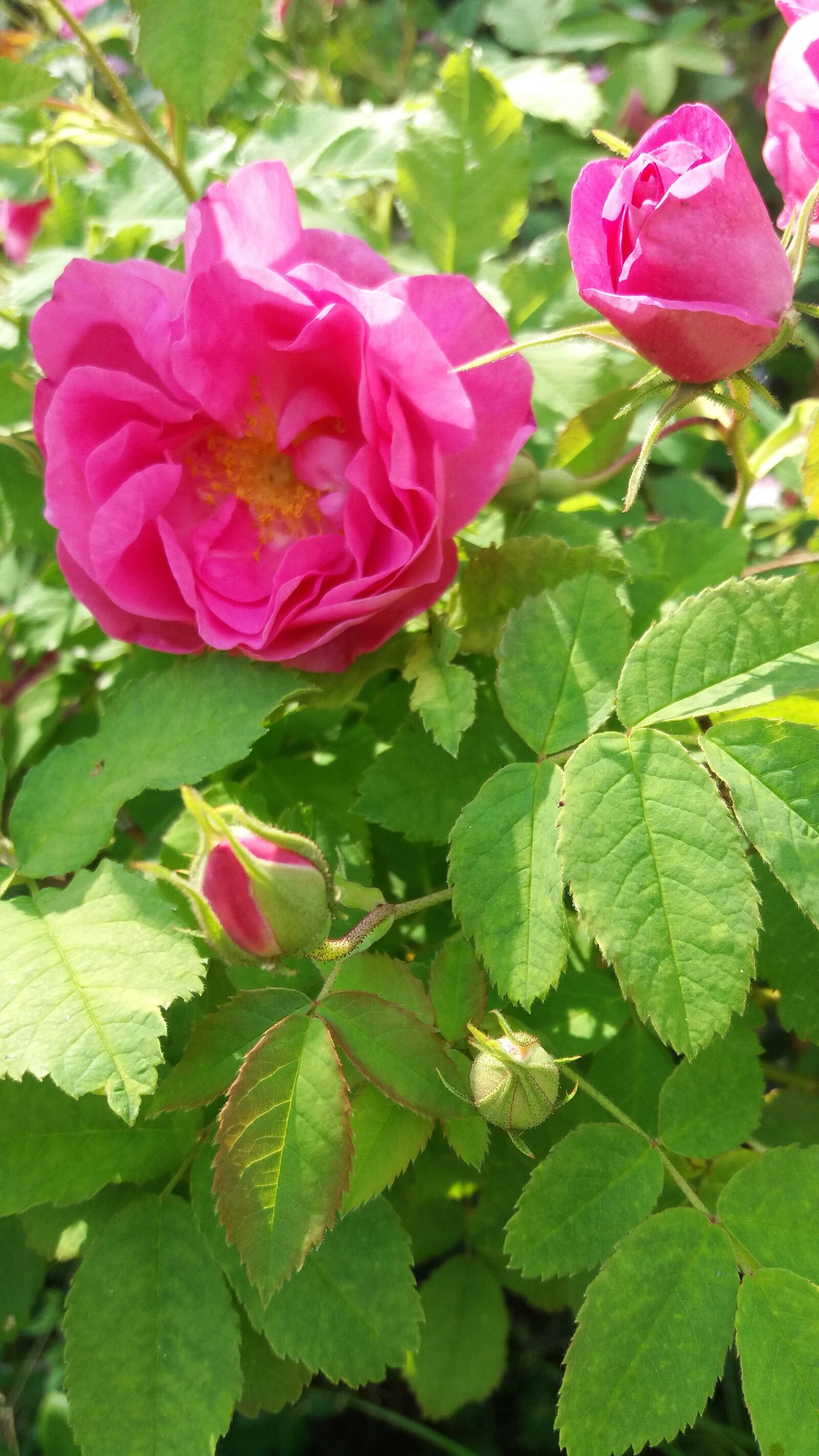 Samsung Galaxy J5 sample photo. Ros, flowers, summer photography