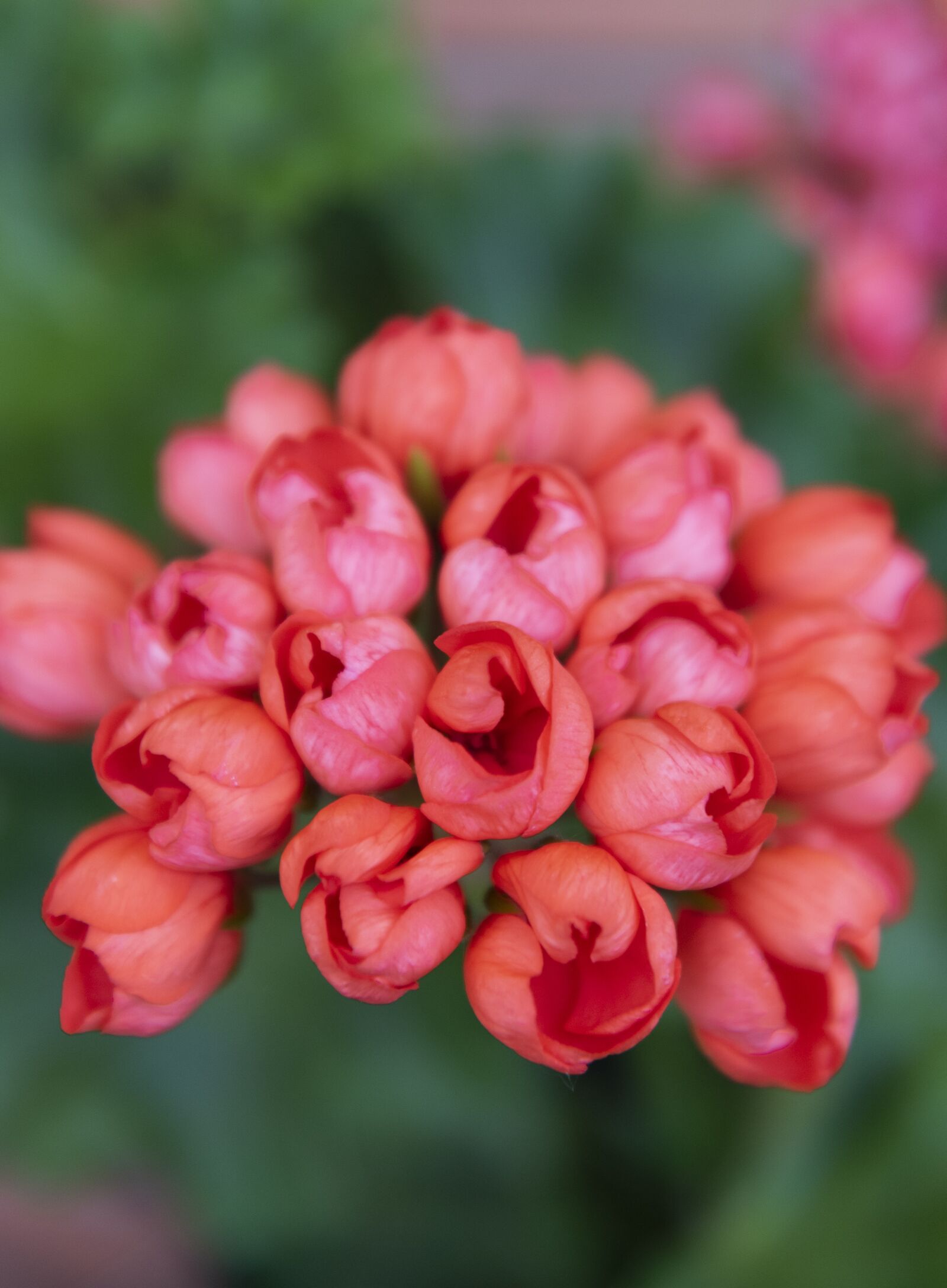 Nikon D810 sample photo. Coral, flower, beautiful photography