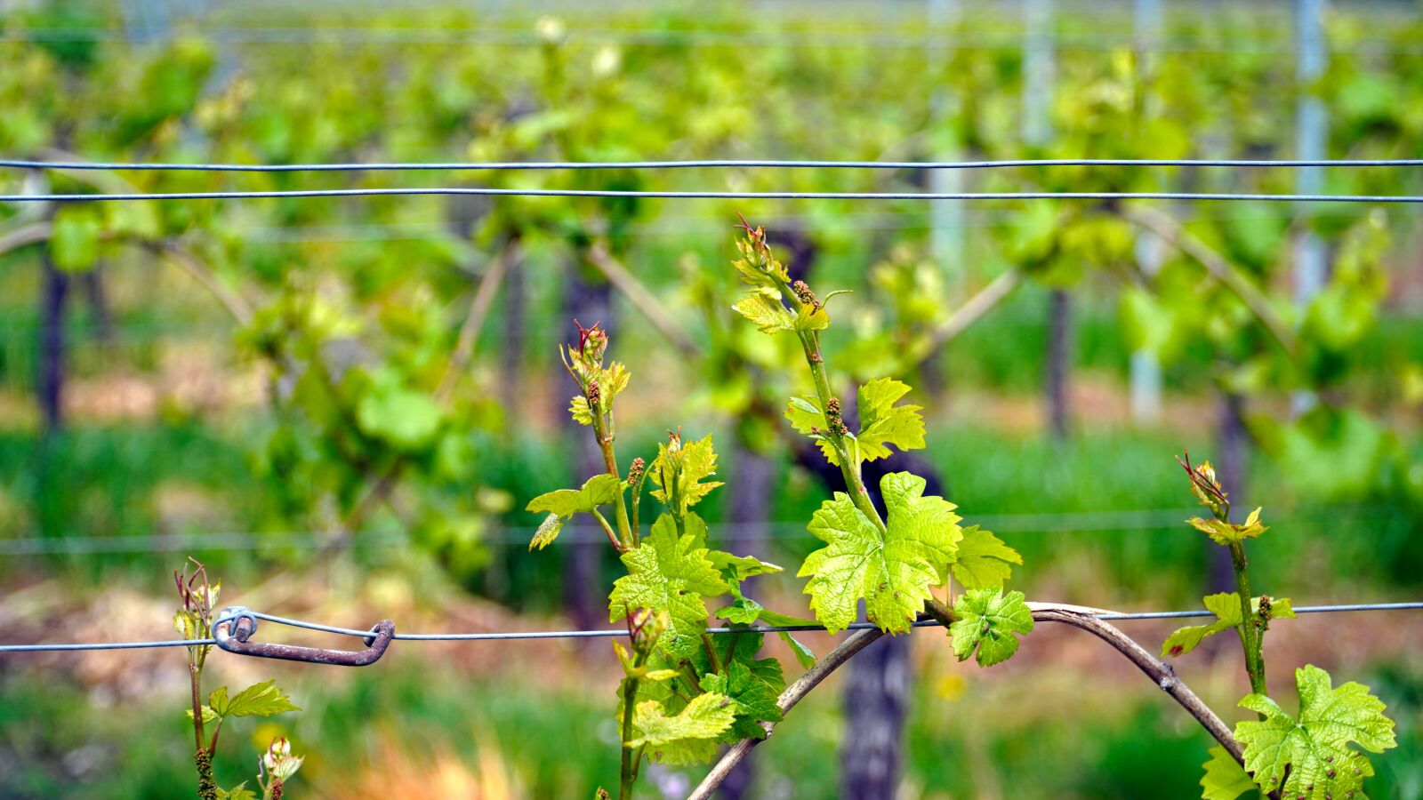 Sony a6400 sample photo. Vines, vine, wine photography