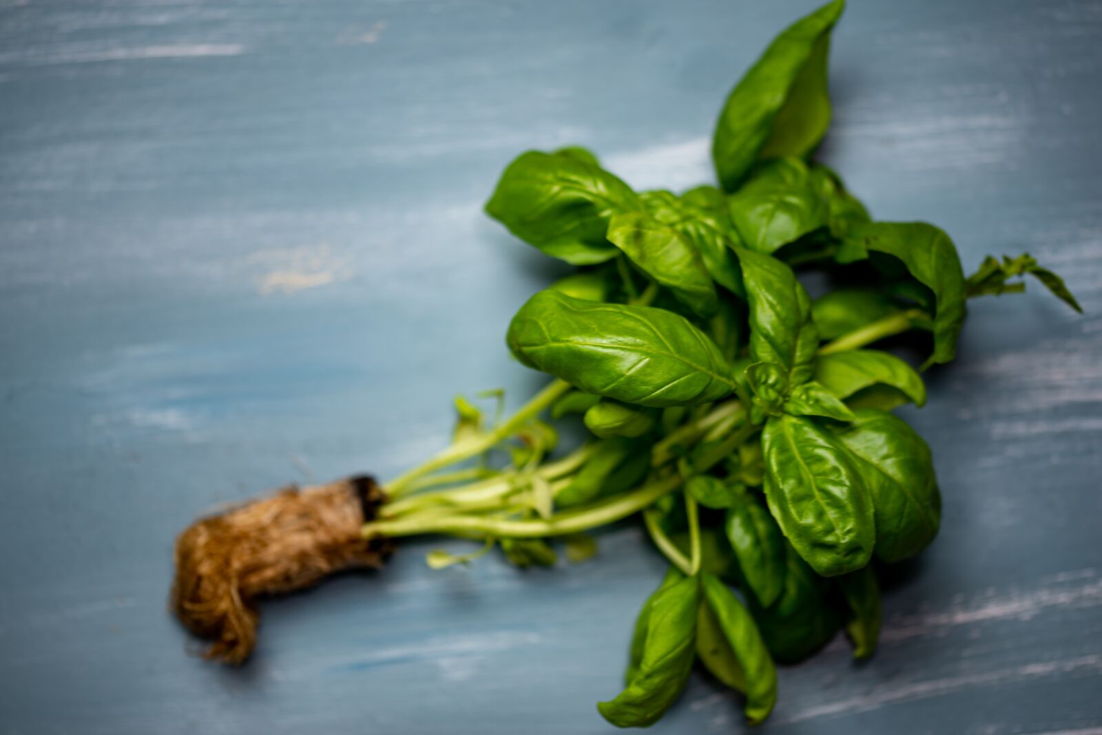 Nikon D610 sample photo. Basil, root, plant photography