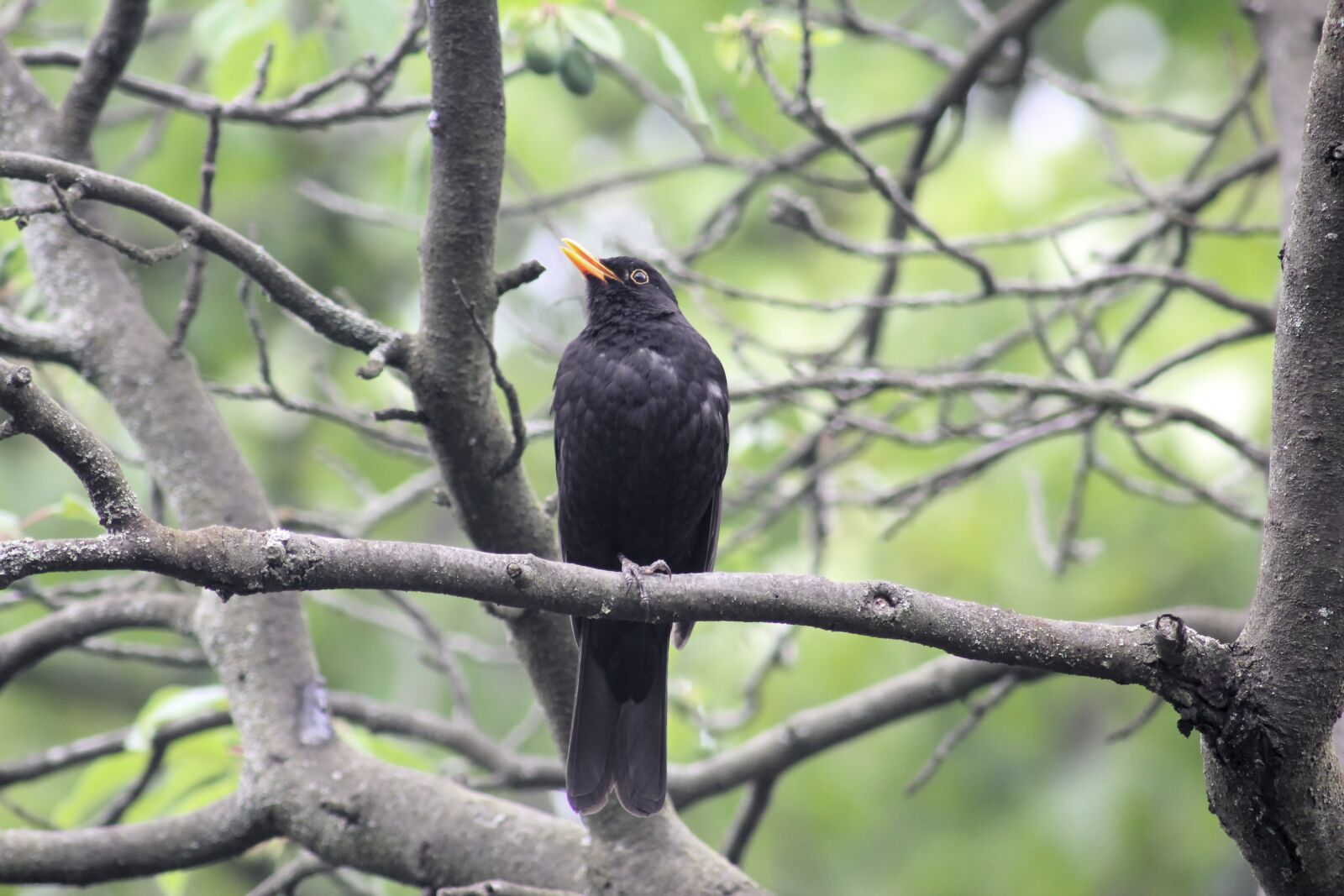 Canon EOS 550D (EOS Rebel T2i / EOS Kiss X4) sample photo. Blackbird, bird, animal world photography