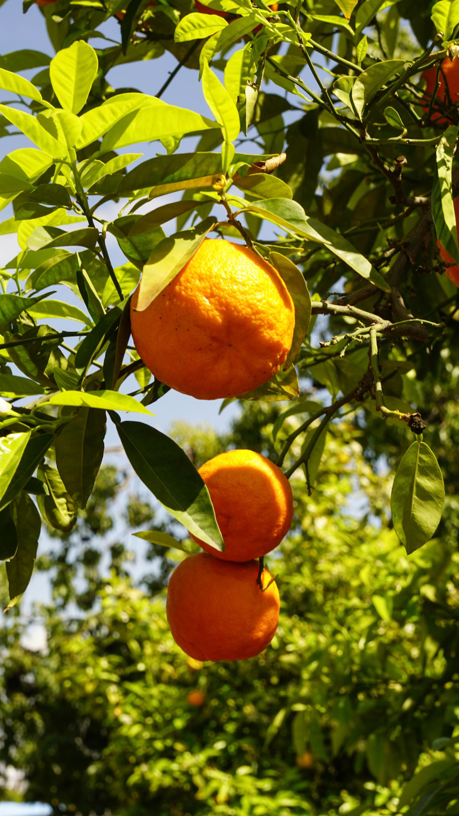 Sony Vario-Tessar T* E 16-70mm F4 ZA OSS sample photo. Oranges, tree, light photography