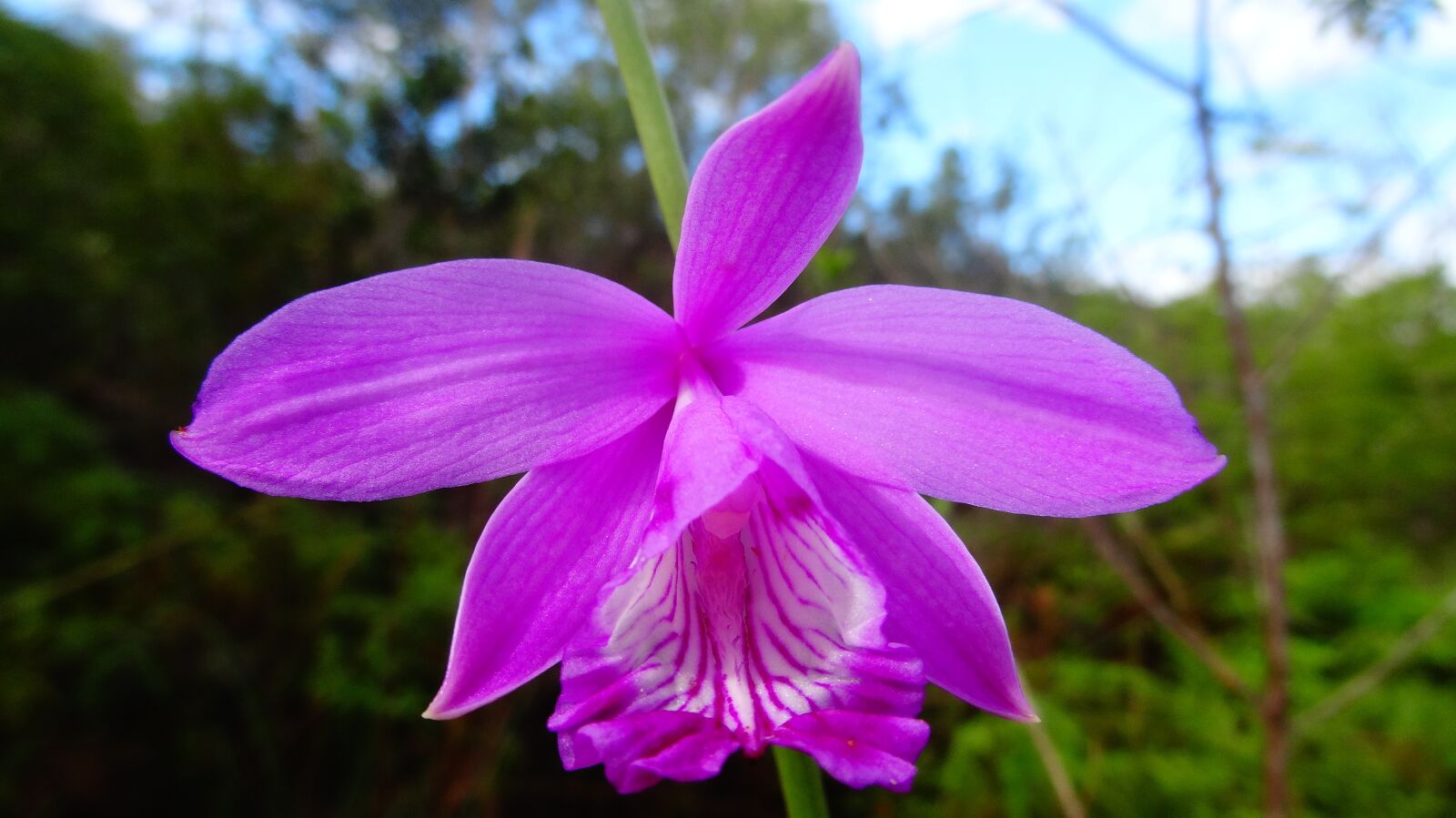 Sony Cyber-shot DSC-HX10V sample photo. Orchid, flower, plant photography