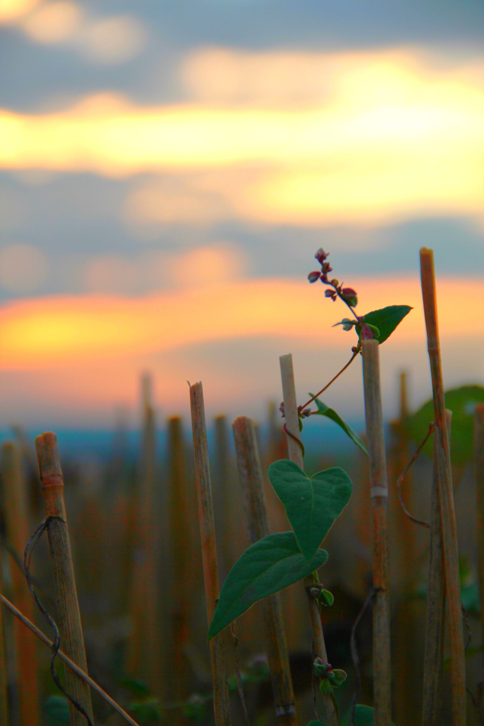 Canon EOS 550D (EOS Rebel T2i / EOS Kiss X4) sample photo. Cornfield, autumn, harvest photography