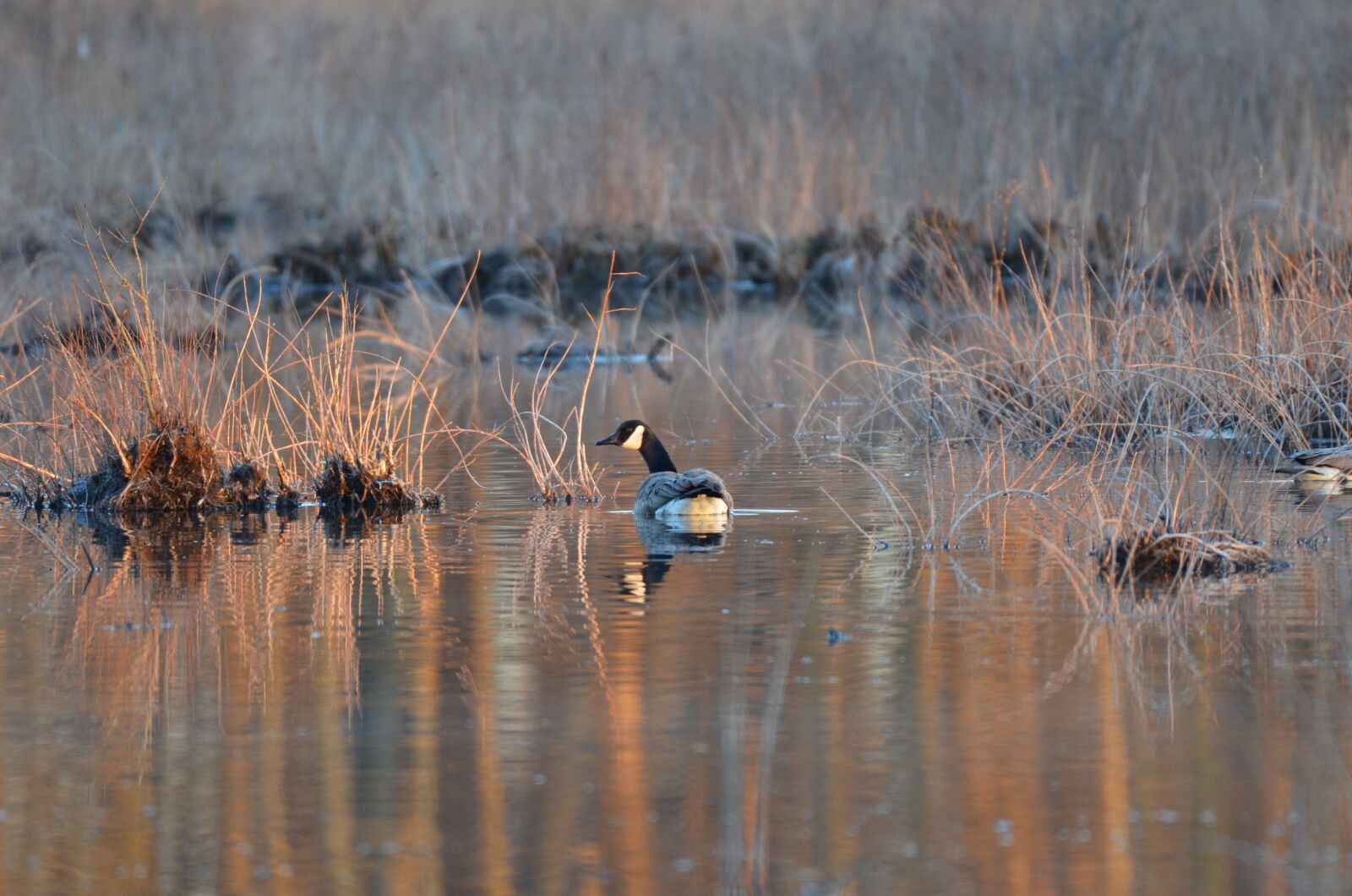 Nikon D7000 sample photo. Goose, geese, sunset photography
