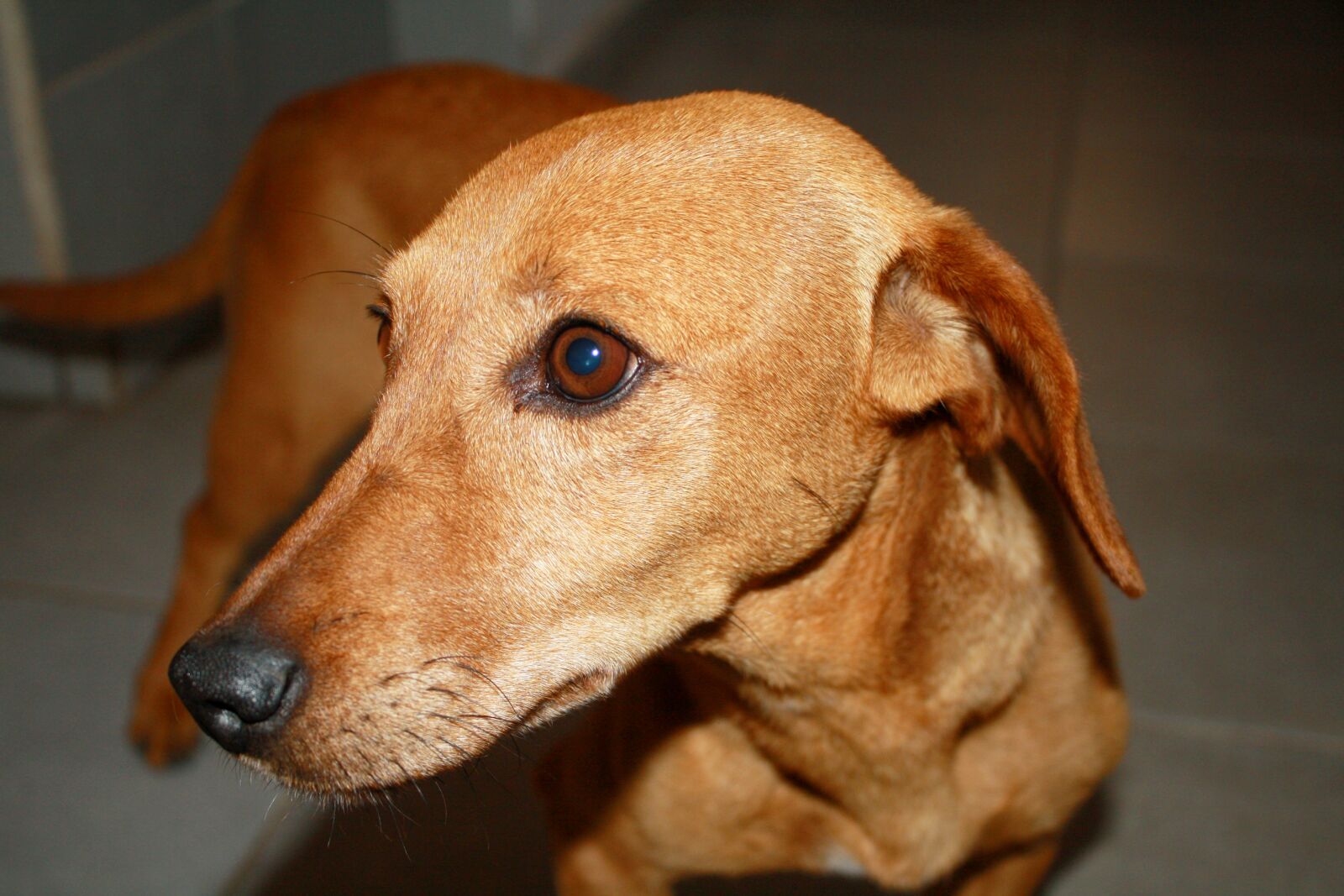 Canon EOS 1000D (EOS Digital Rebel XS / EOS Kiss F) sample photo. Dog, profile, friend photography