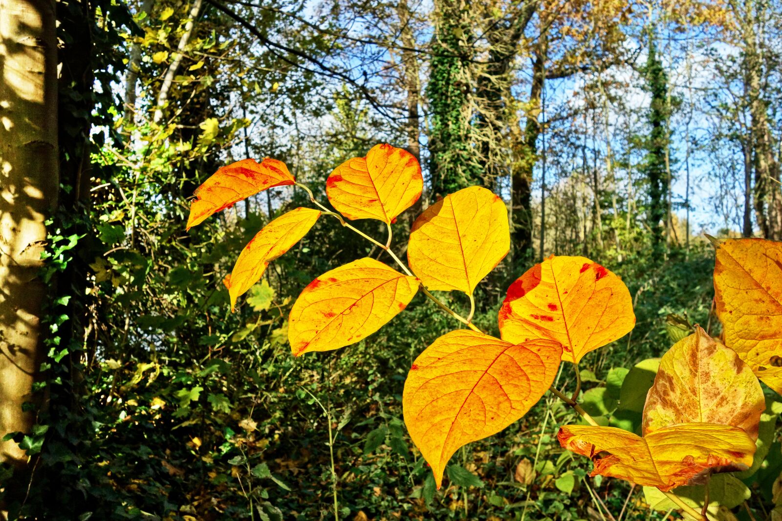 Sony Cyber-shot DSC-RX100 sample photo. Leaves, branch, tree photography