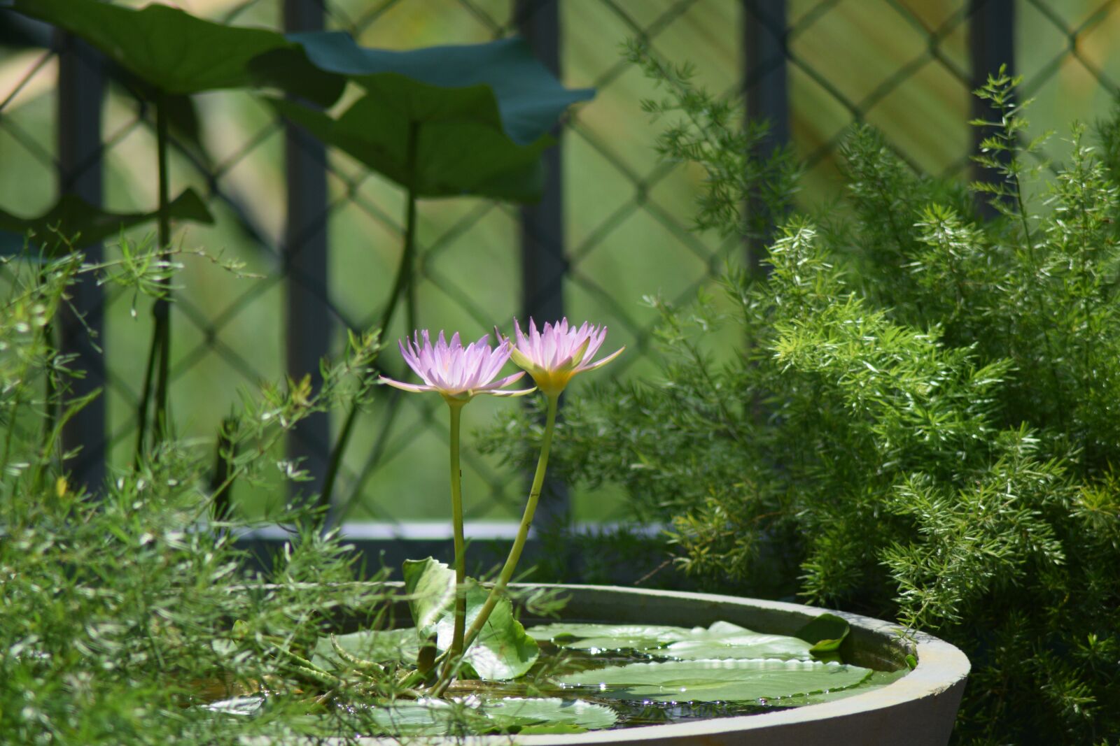 Nikon D3300 sample photo. Lo, nature, flower photography