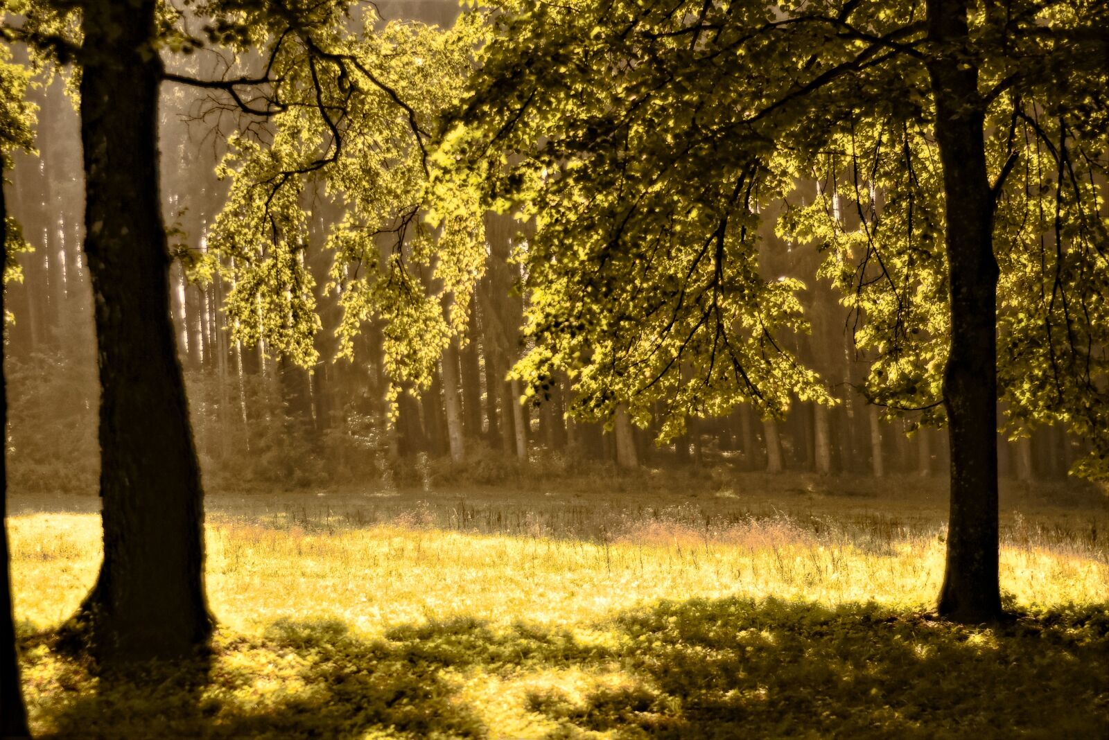 Nikon D7200 sample photo. Forest, trees, nature photography