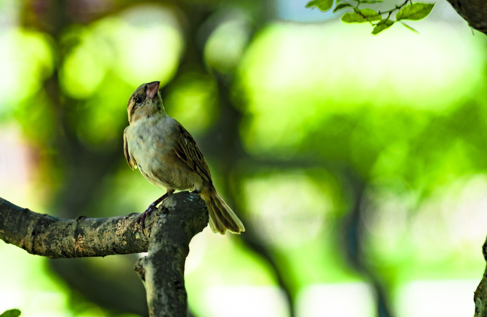 Nikon D3300 sample photo. Natural, little birds photography